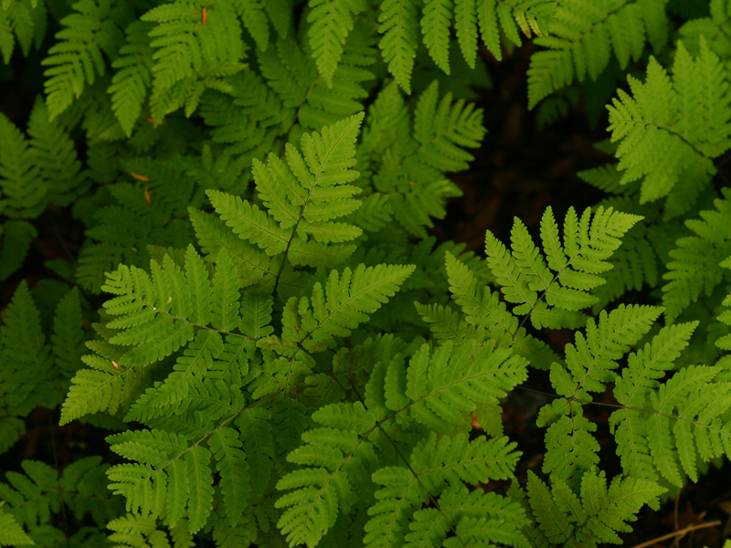 Alaska Raptor Center