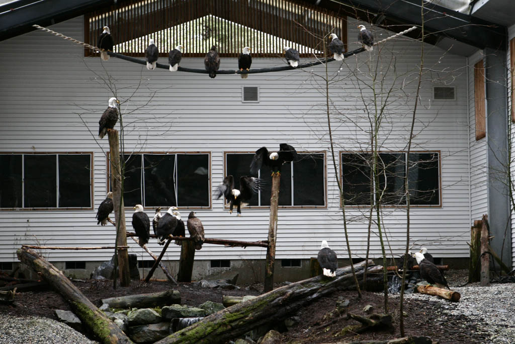 Alaska Raptor Center