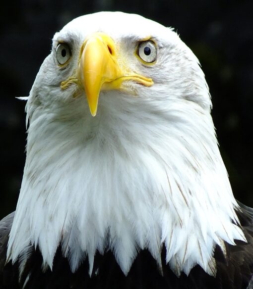 Resident Eagles – Alaska Raptor Center