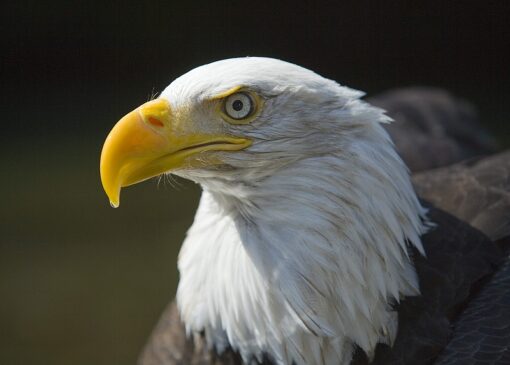 Resident Eagles – Alaska Raptor Center