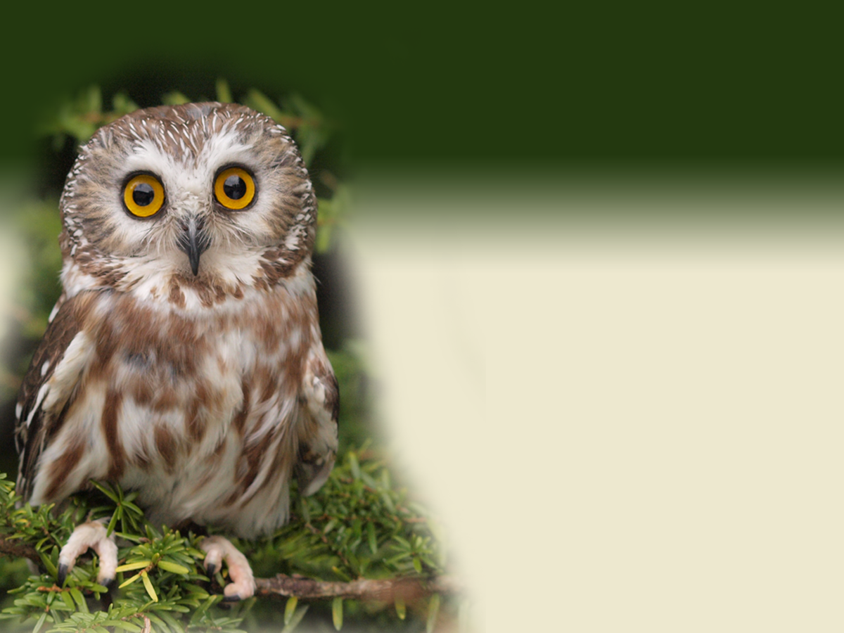 Alaska Raptor Center