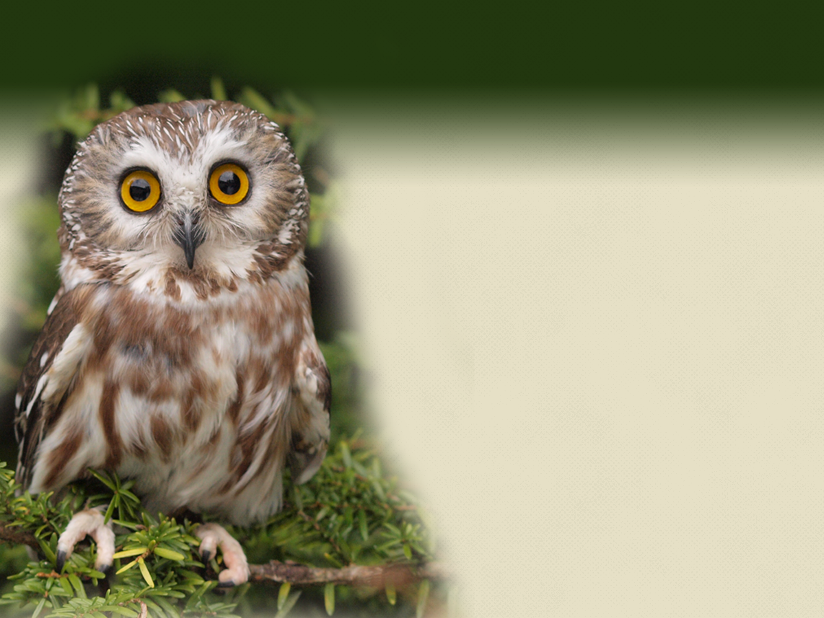Alaska Raptor Center
