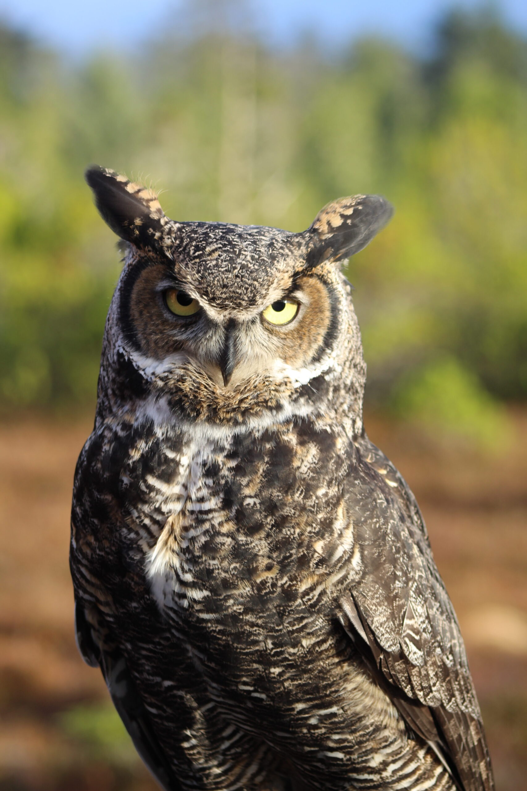 All about great hot sale horned owls