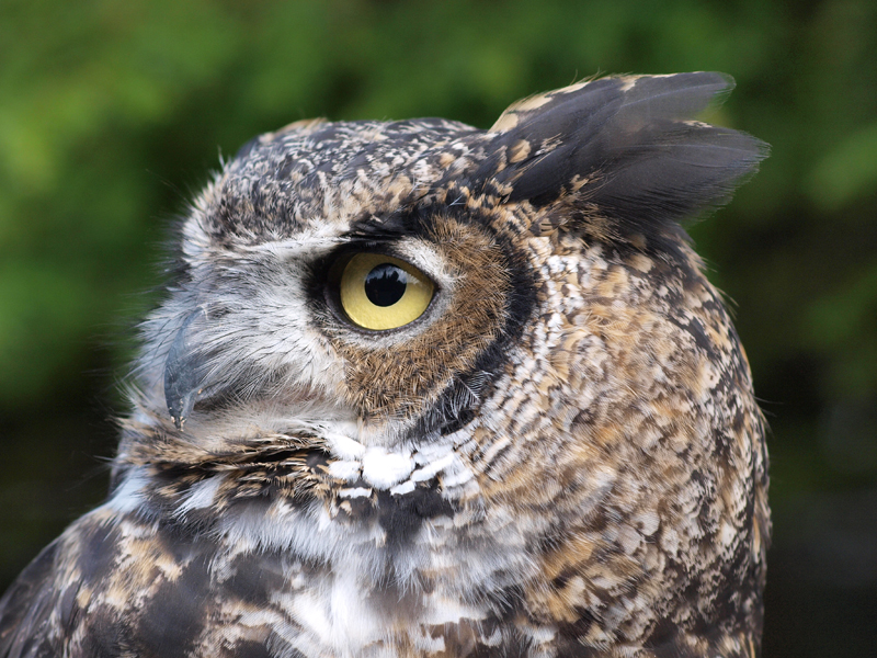 Owlison (Great Horned Owl) – Alaska Raptor Center