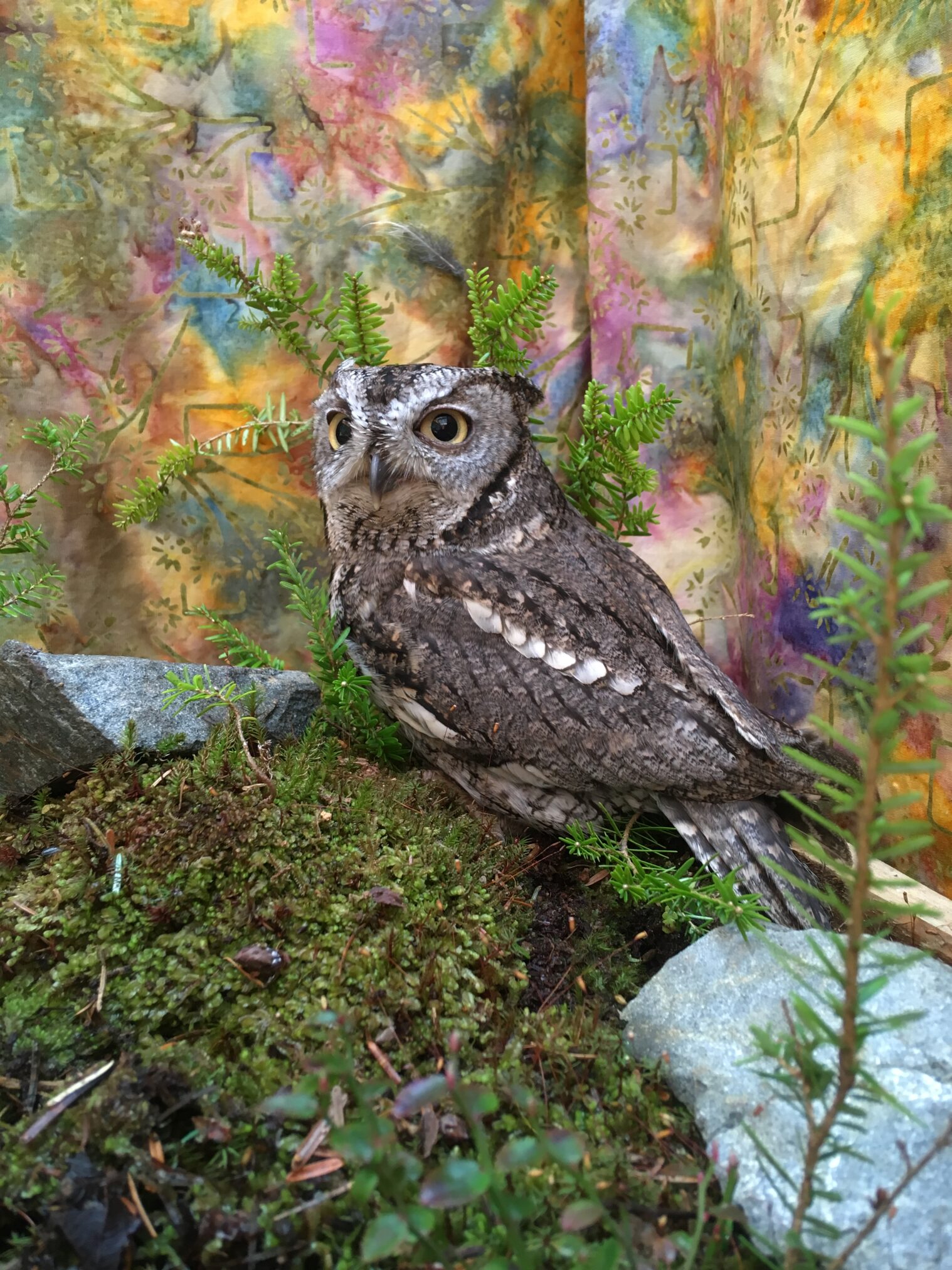 Alaska Raptor Center