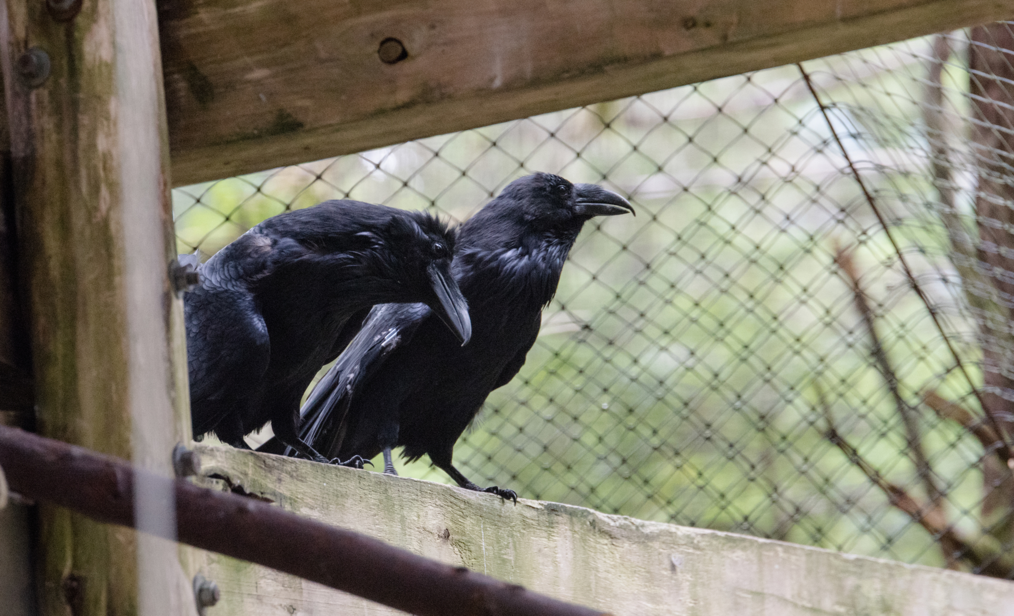 Alaska Raptor Center