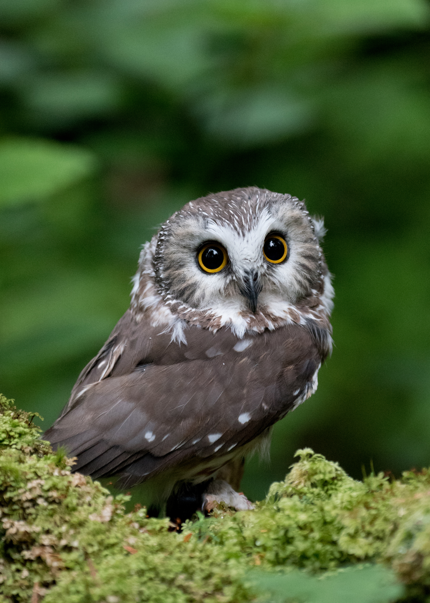 Alaska Raptor Center