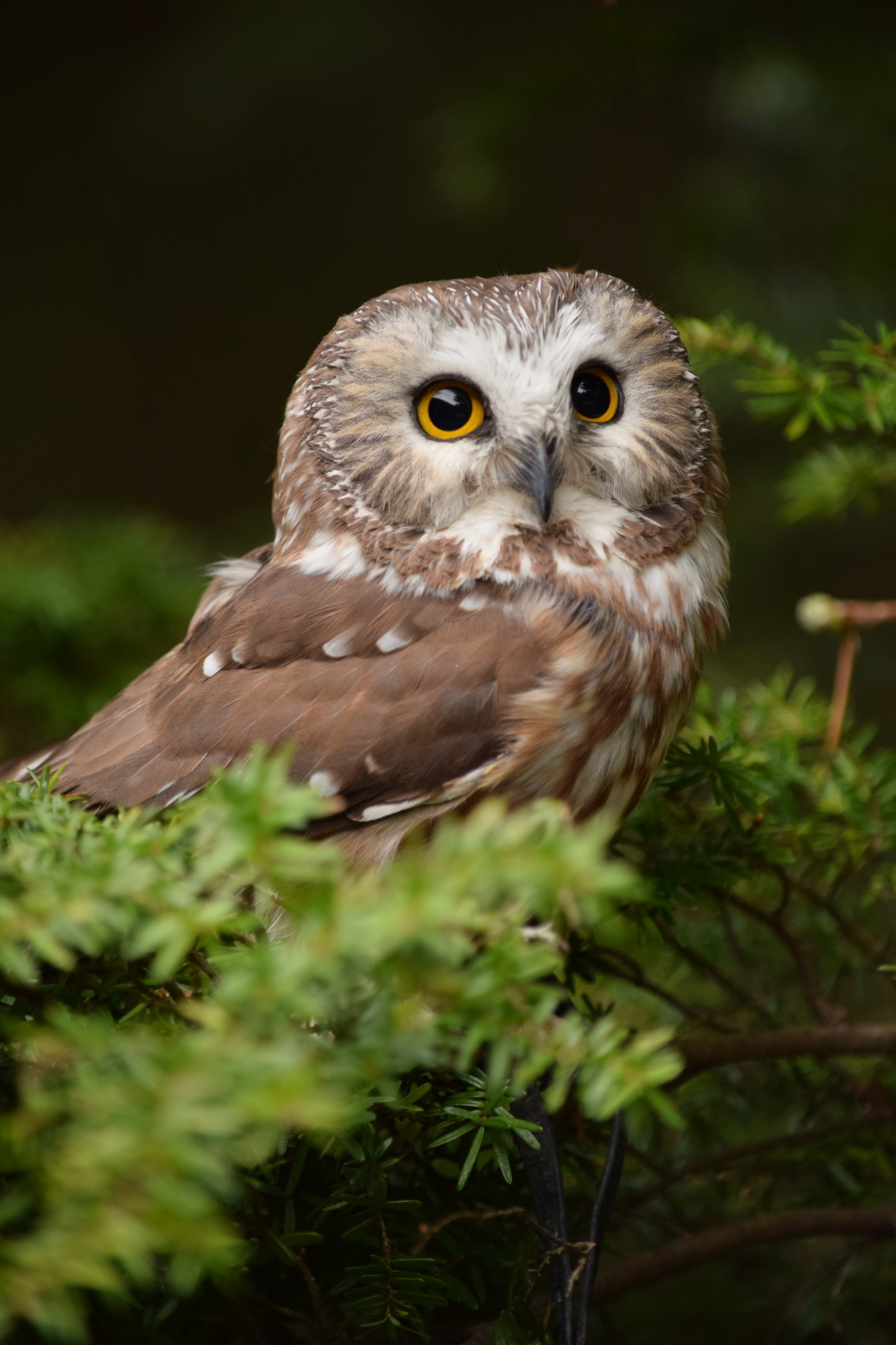 Alaska Raptor Center