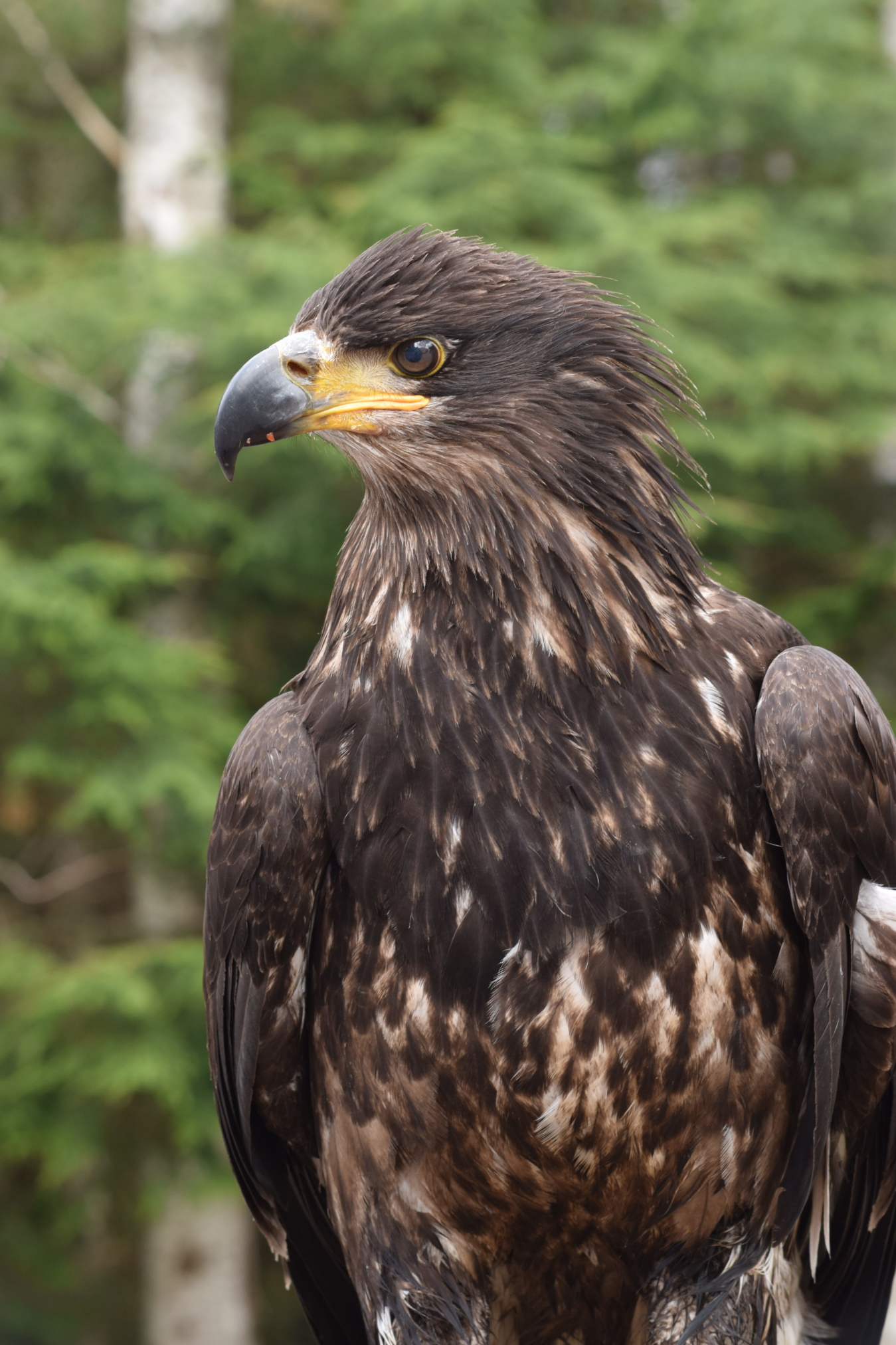 Alaska Raptor Center