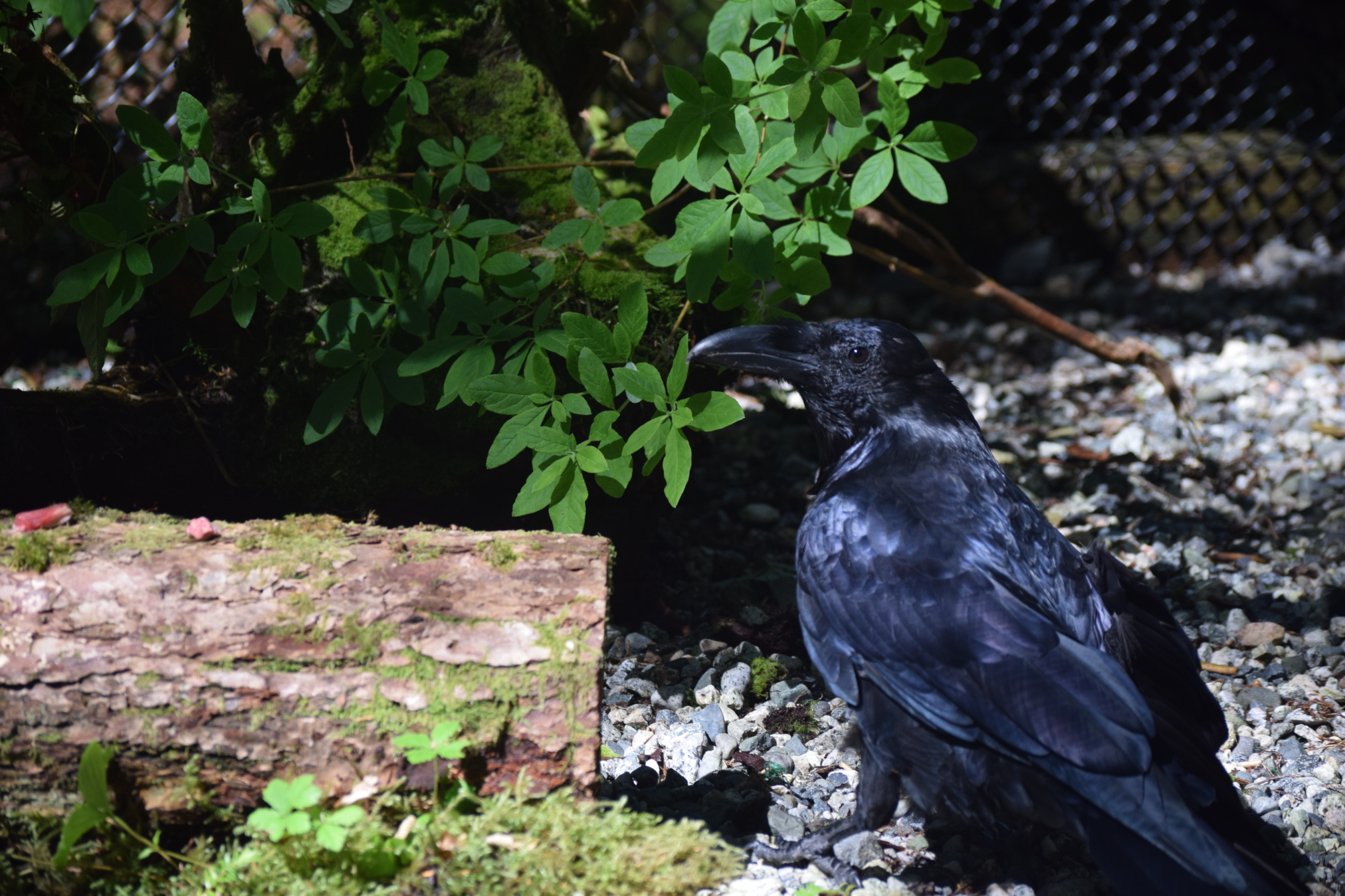 Alaska Raptor Center