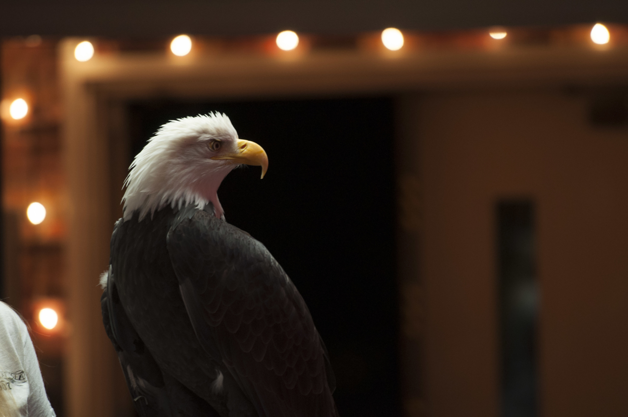 Alaska Raptor Center