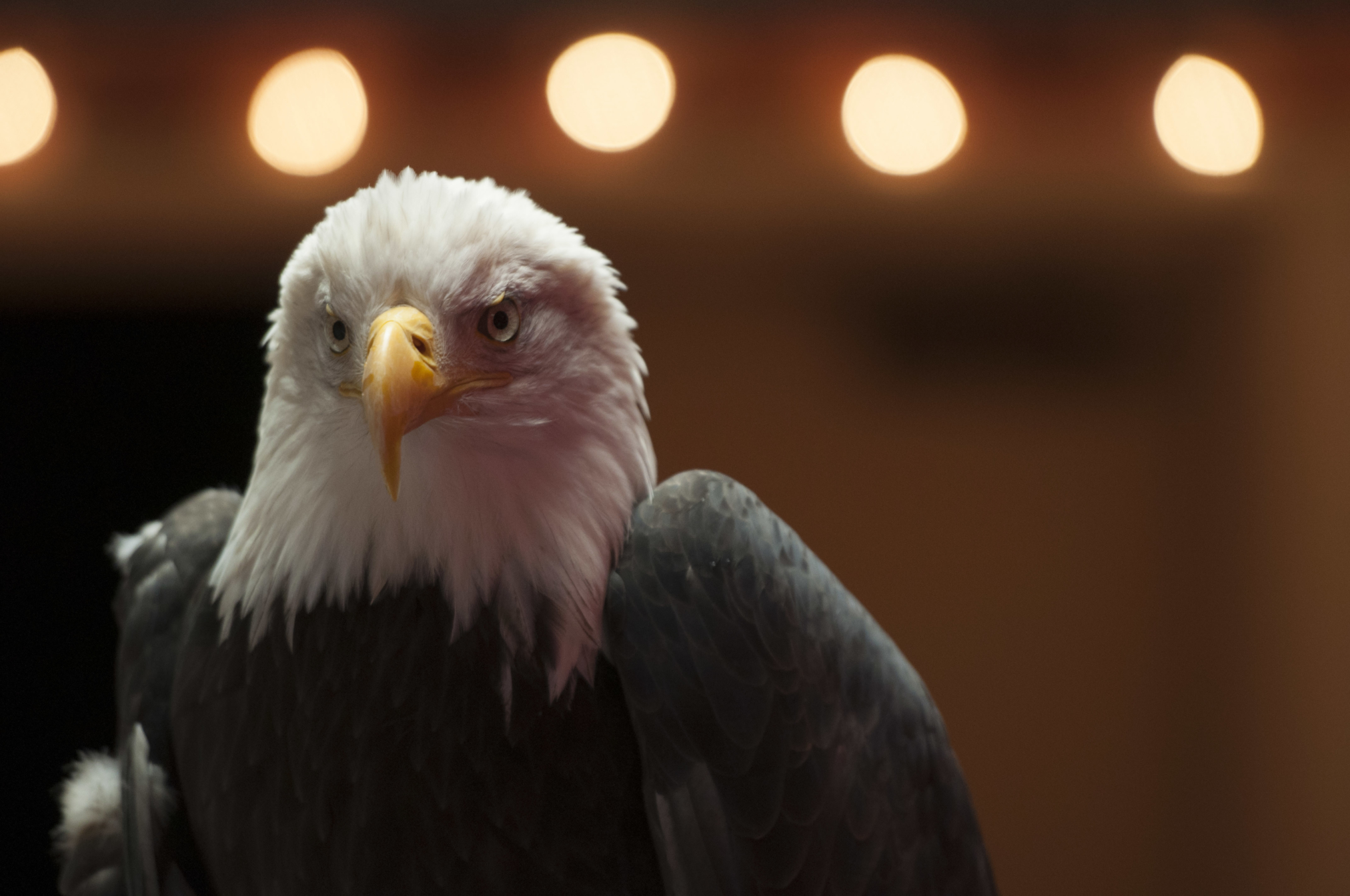 Alaska Raptor Center