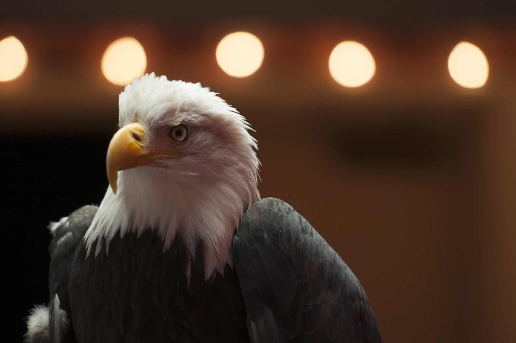 Alaska Raptor Center