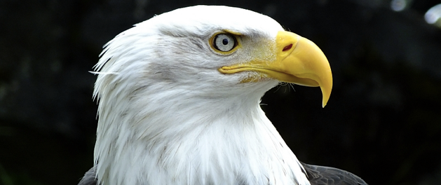 Alaska Raptor Center