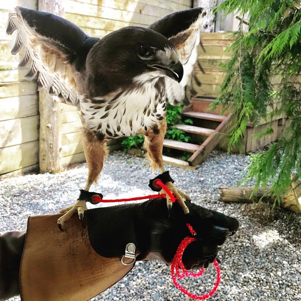 Alaska Raptor Center