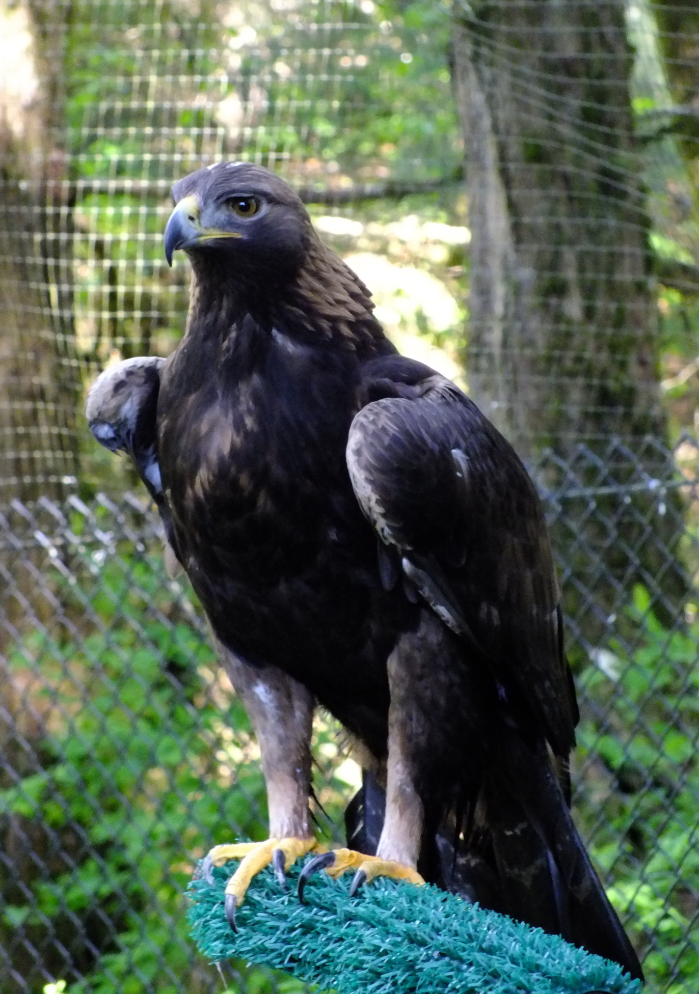 Alaska Raptor Center