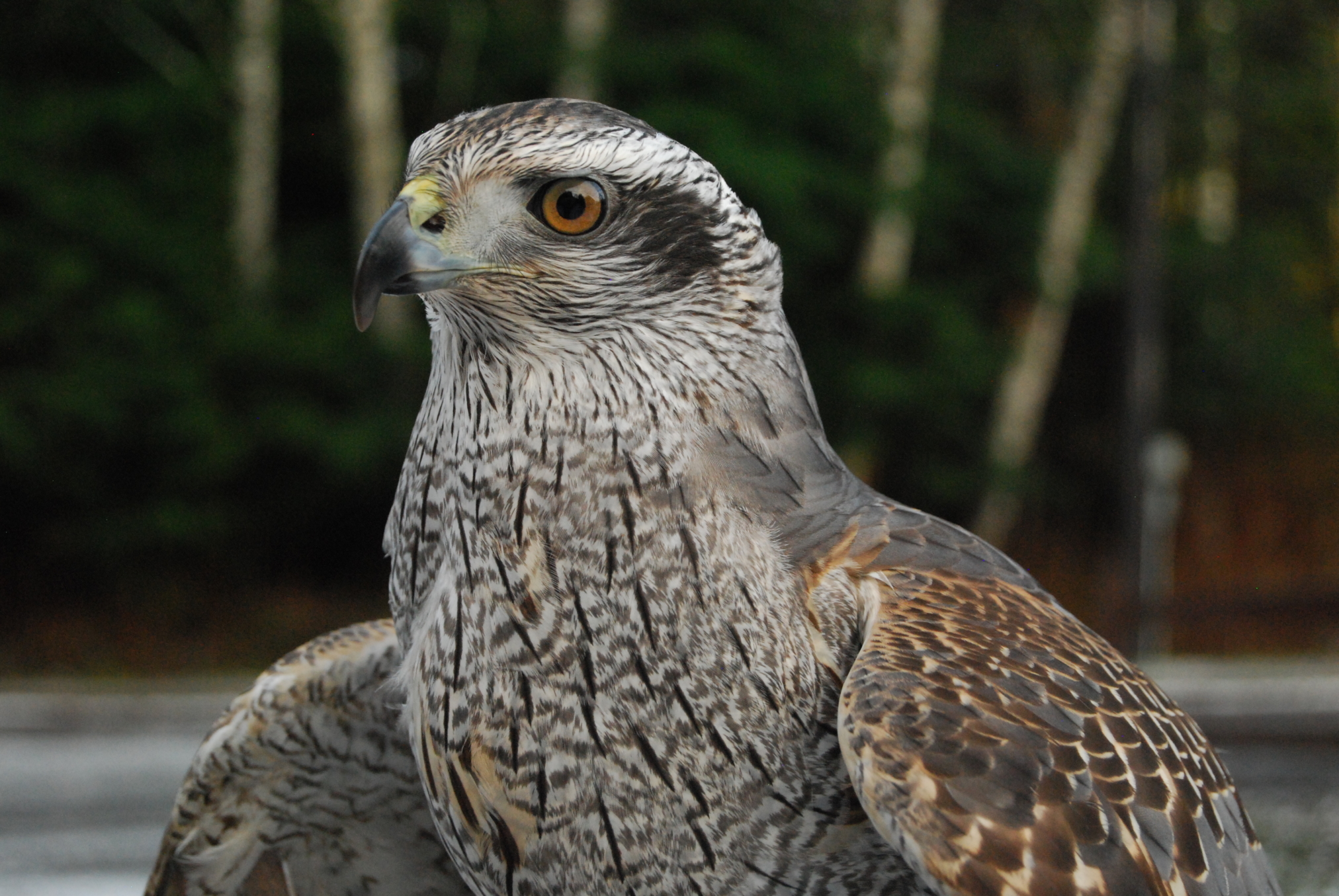 Alaska Raptor Center