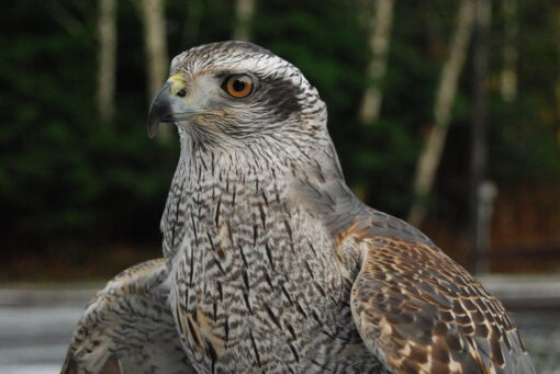 Flash (Northern Goshawk)