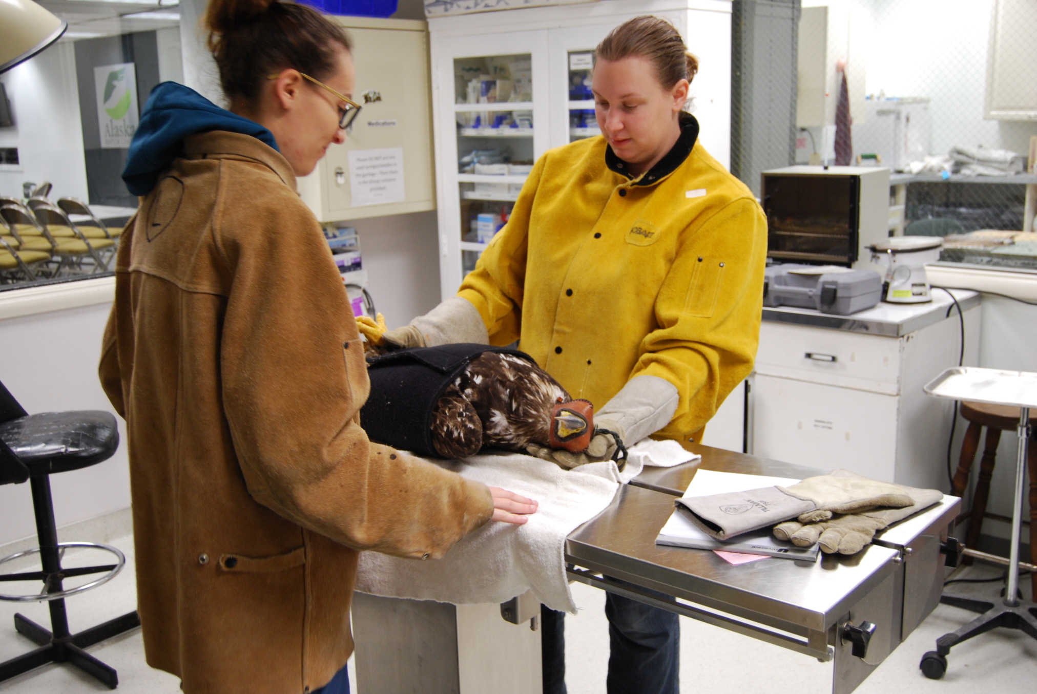 Alaska Raptor Center