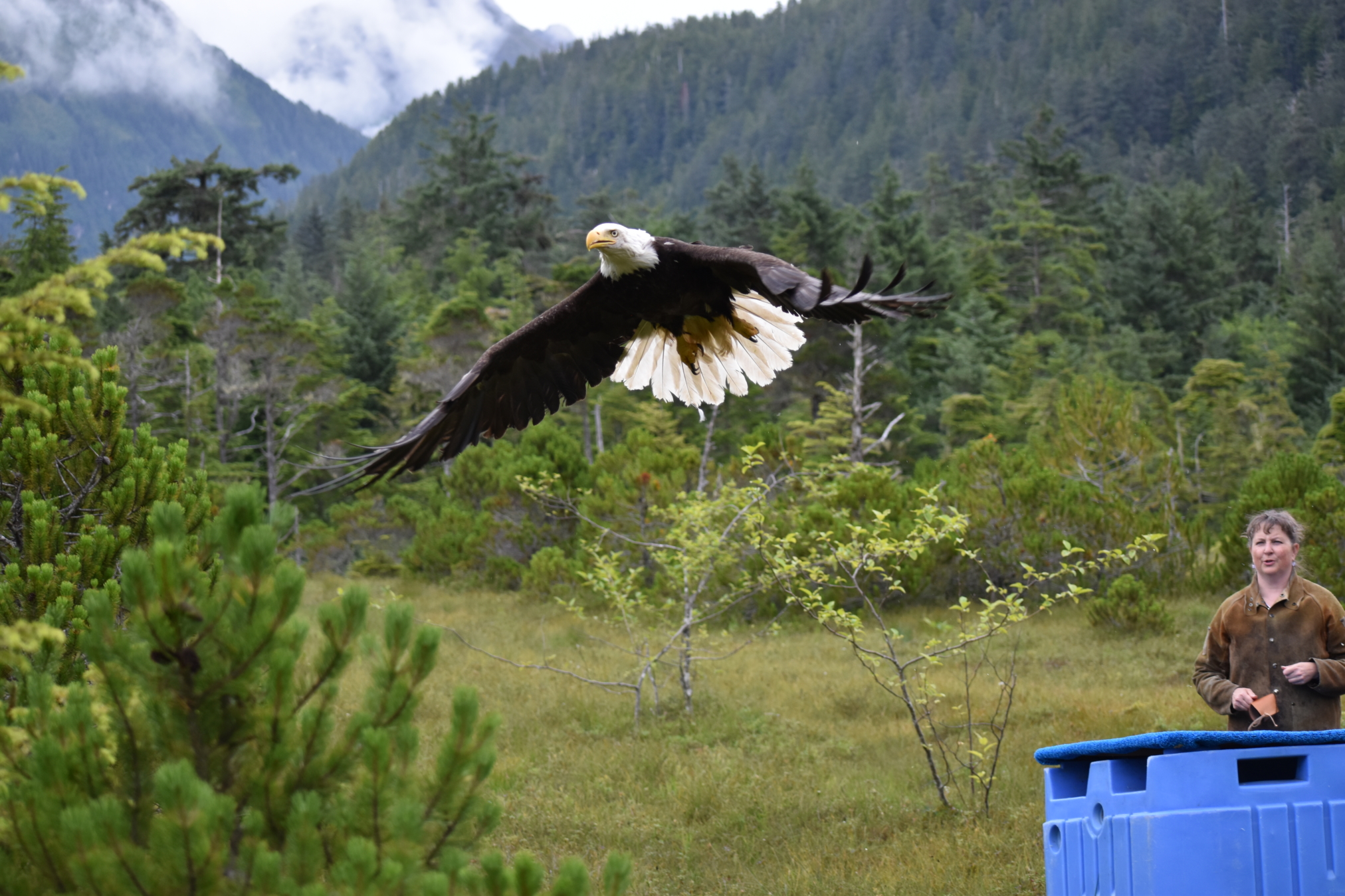 Alaska Raptor Center