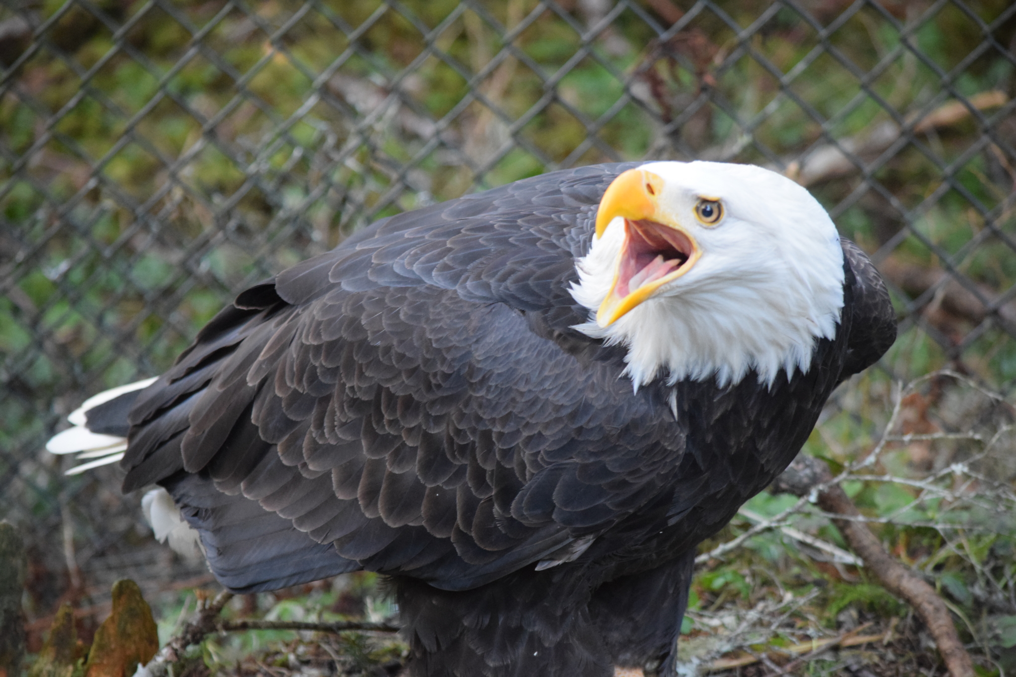 Alaska Raptor Center