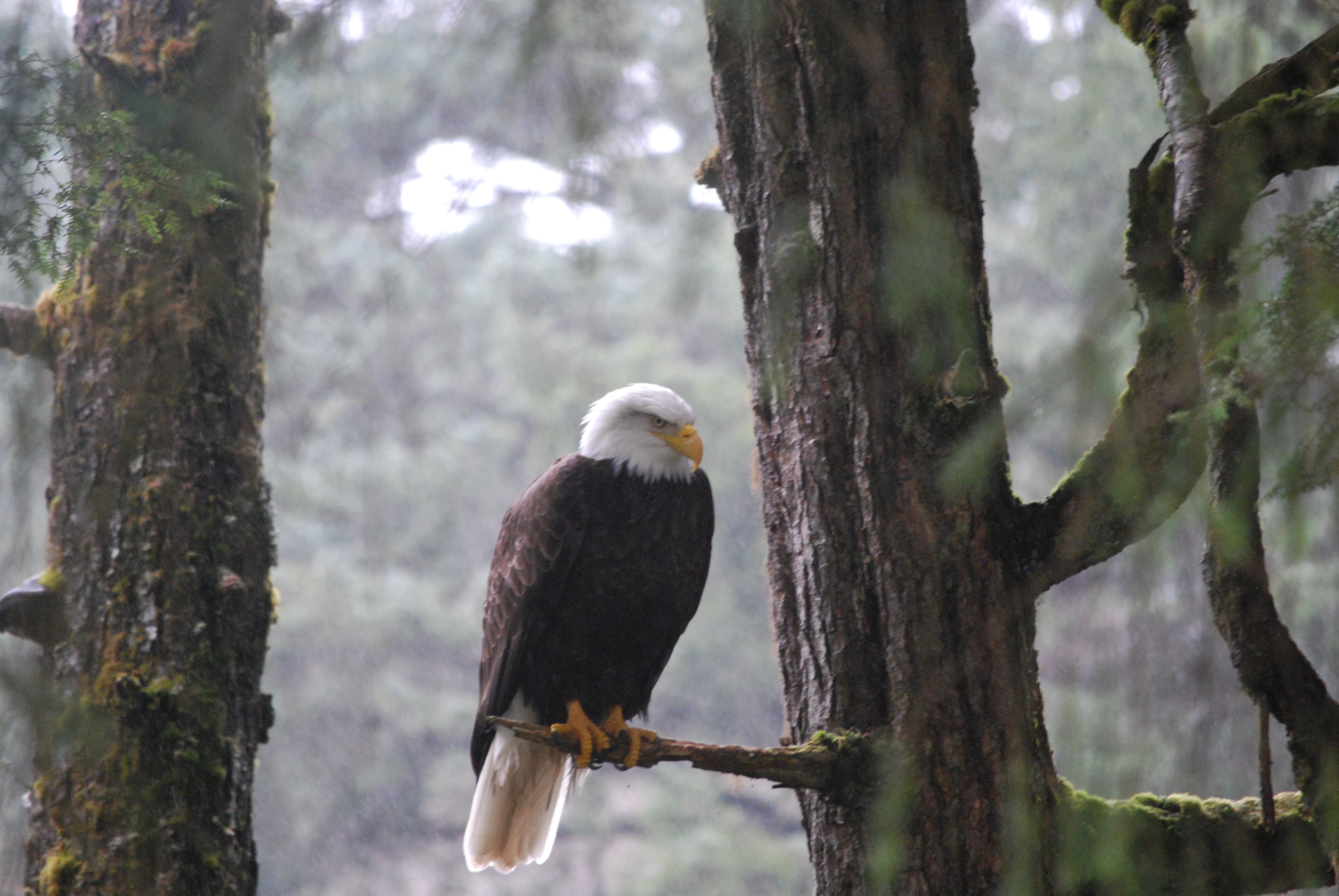 Alaska Raptor Center