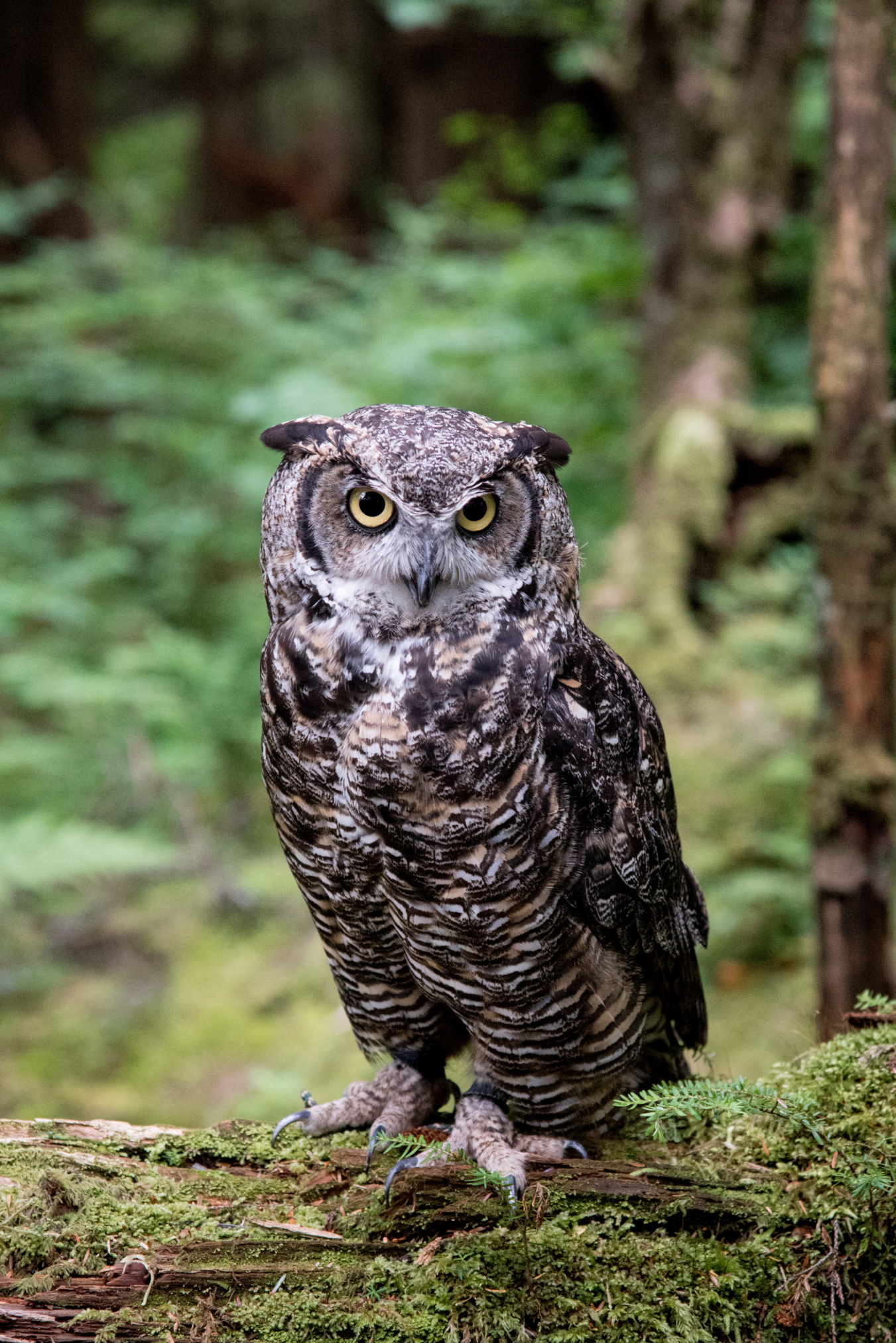 Alaska Raptor Center