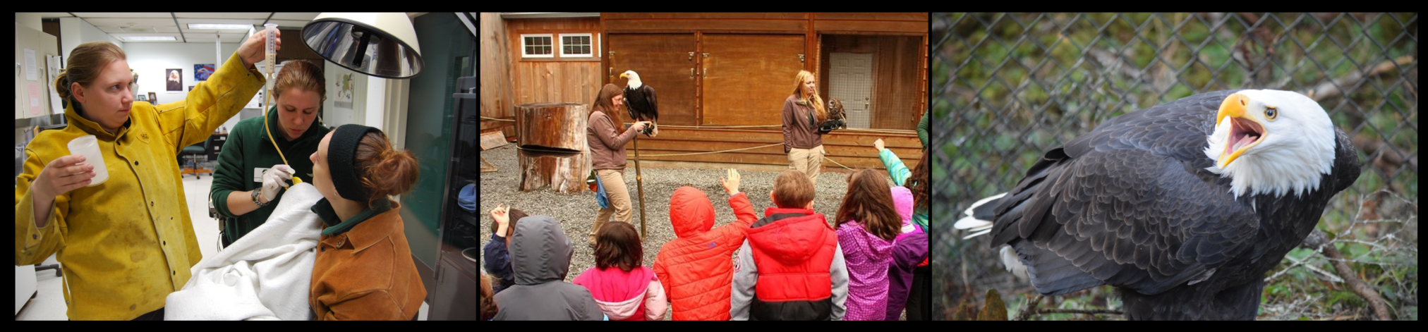 Alaska Raptor Center