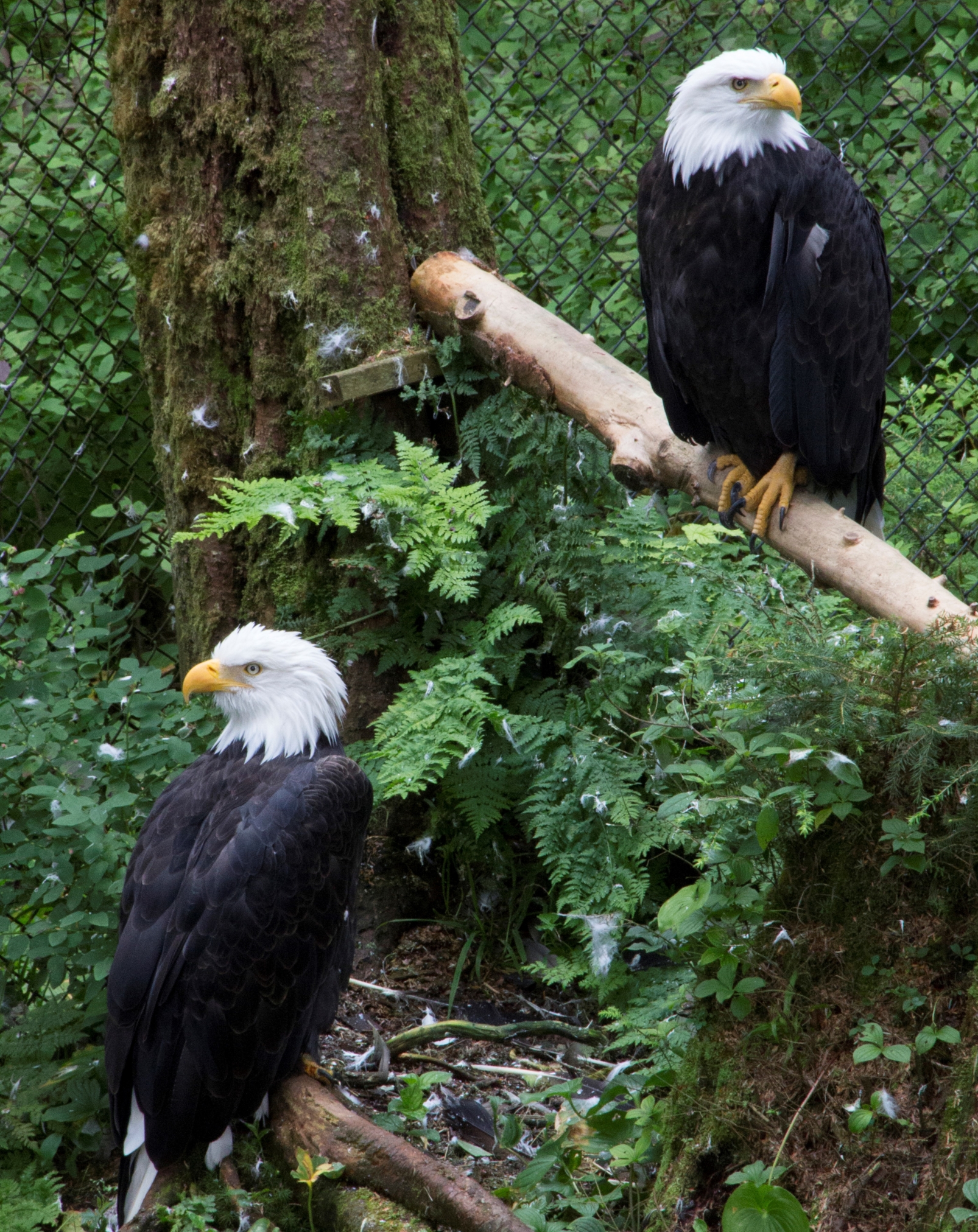 Alaska Raptor Center