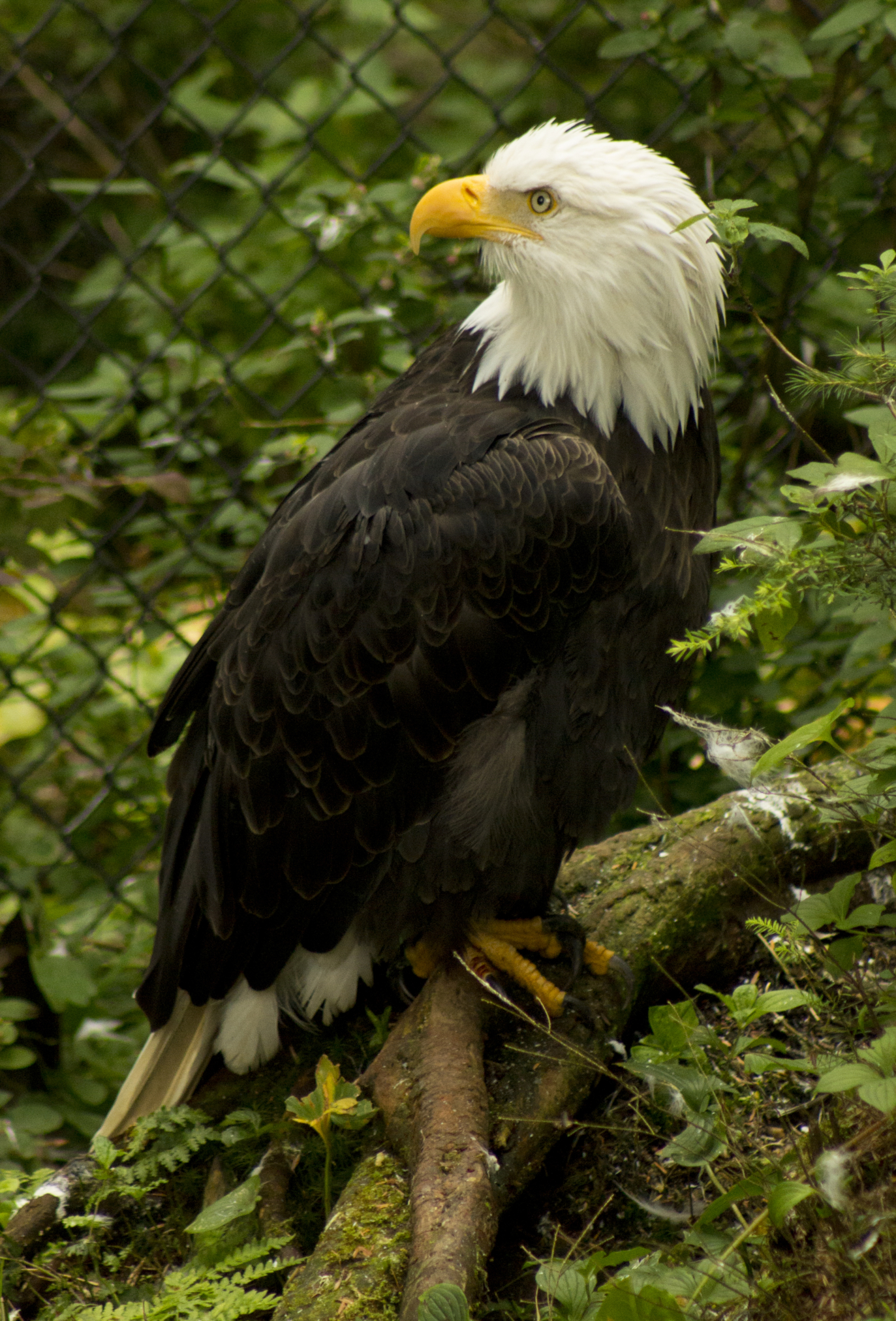 Alaska Raptor Center