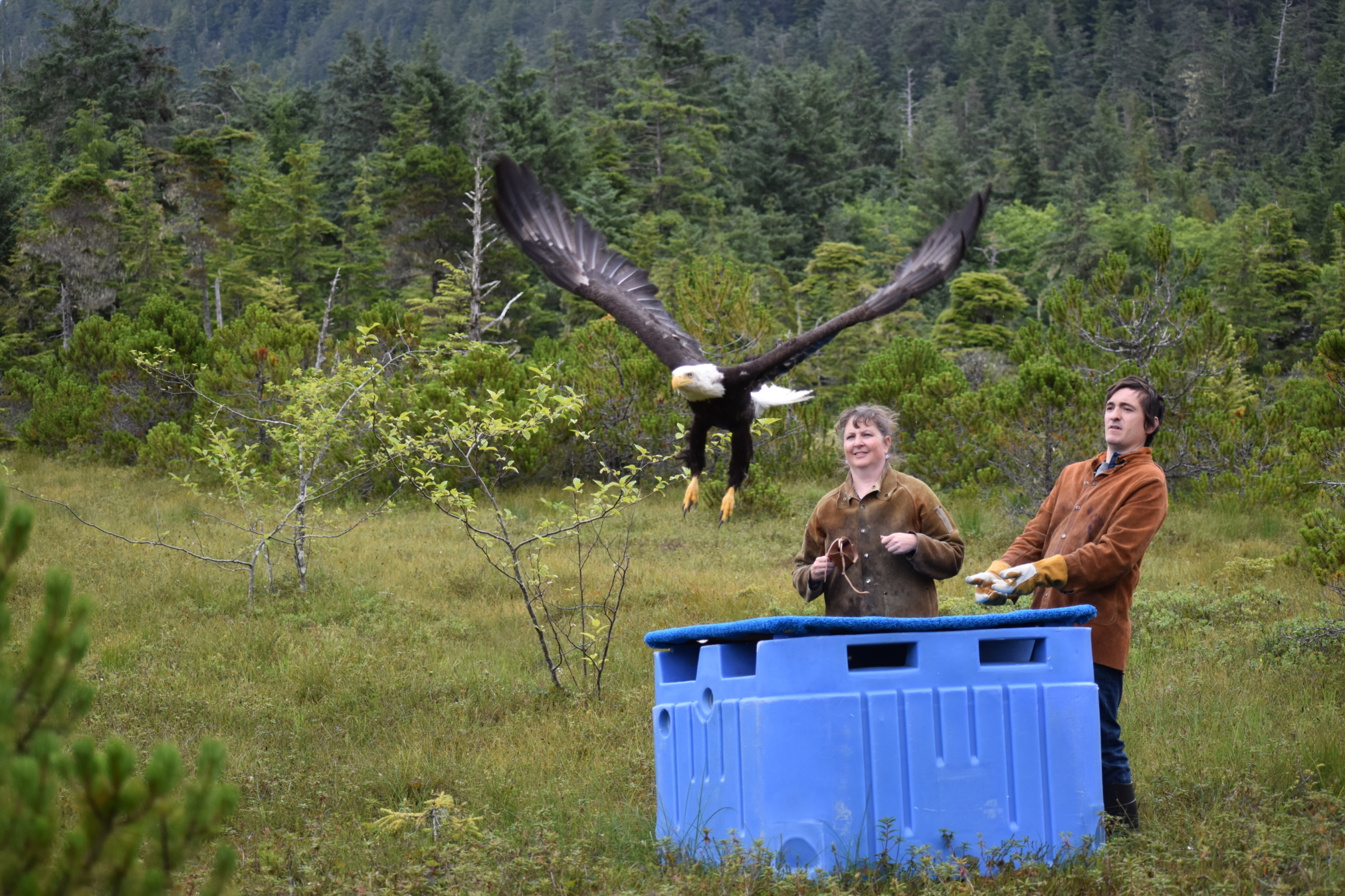 Alaska Raptor Center