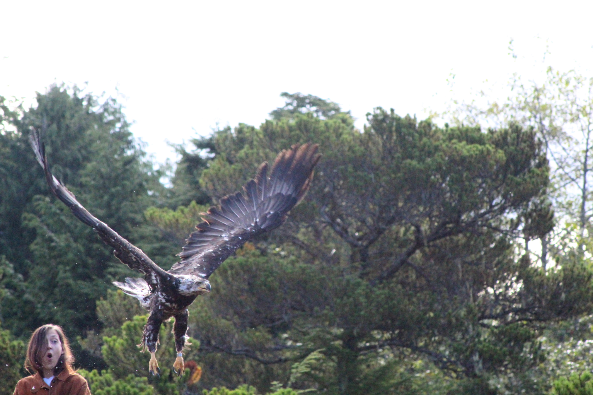 Alaska Raptor Center