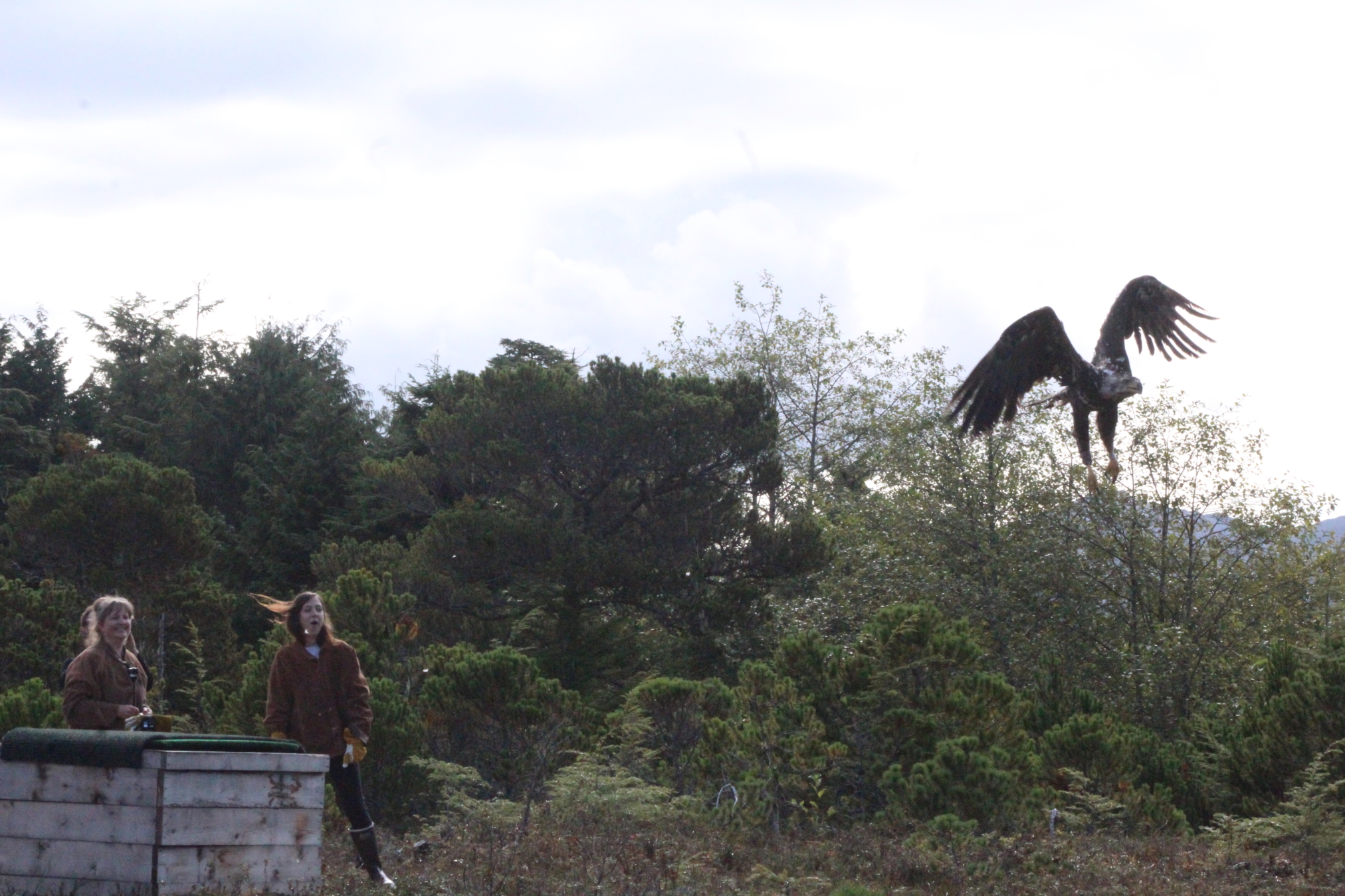 Alaska Raptor Center