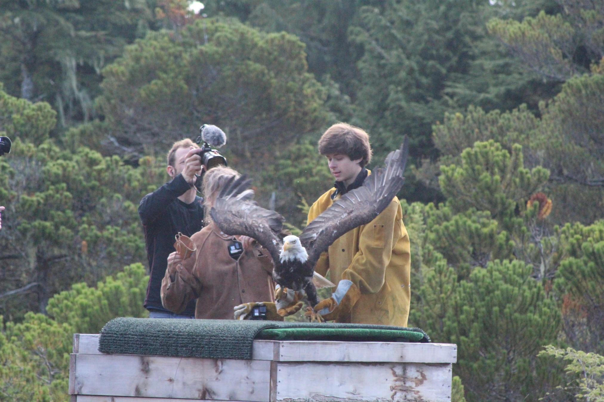 Alaska Raptor Center