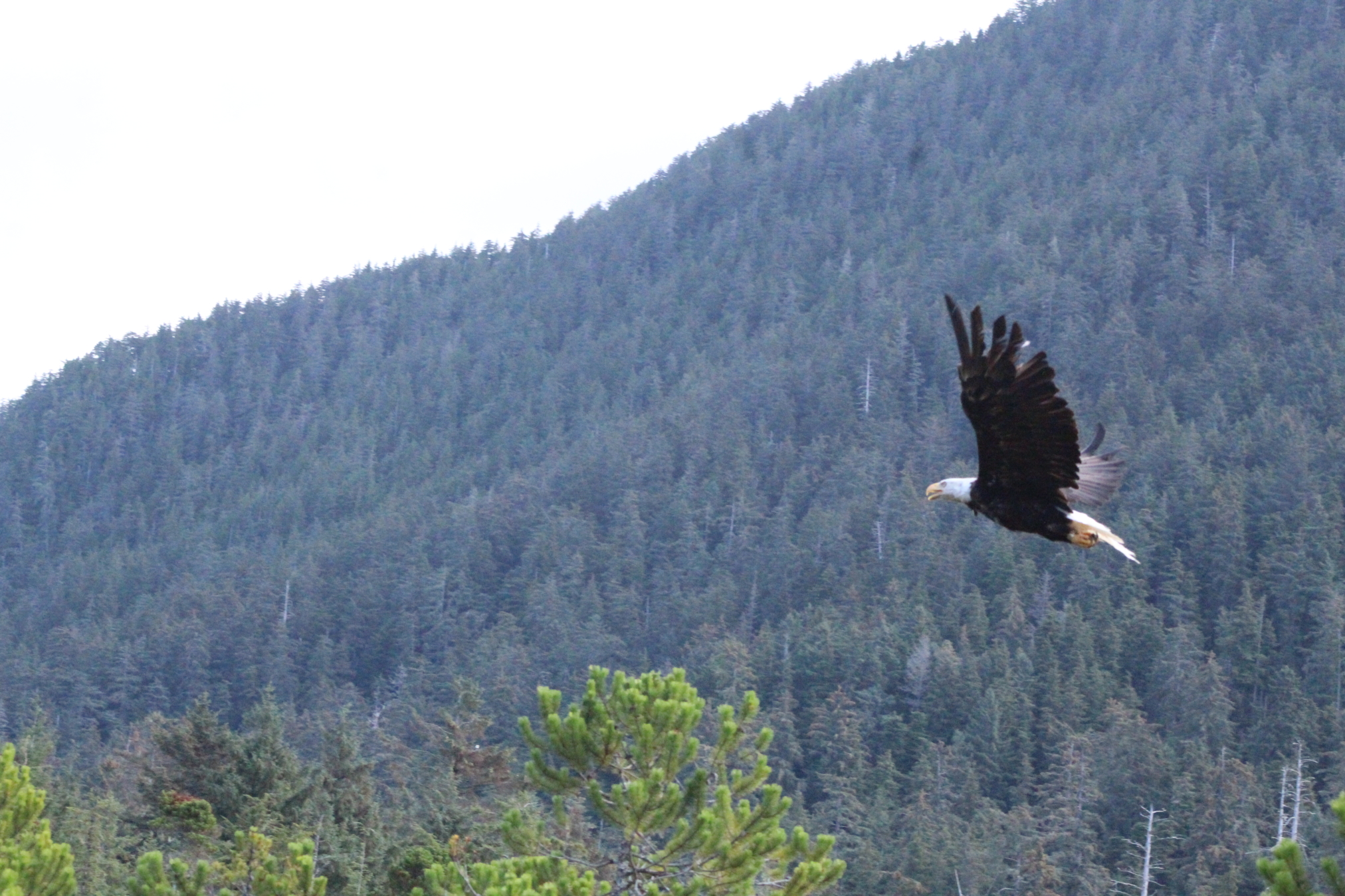 Alaska Raptor Center