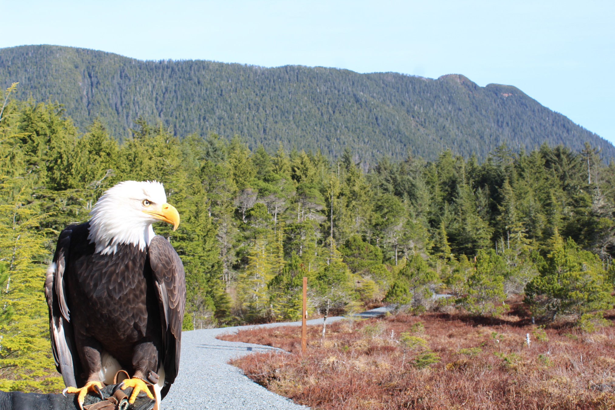 Alaska Raptor Center