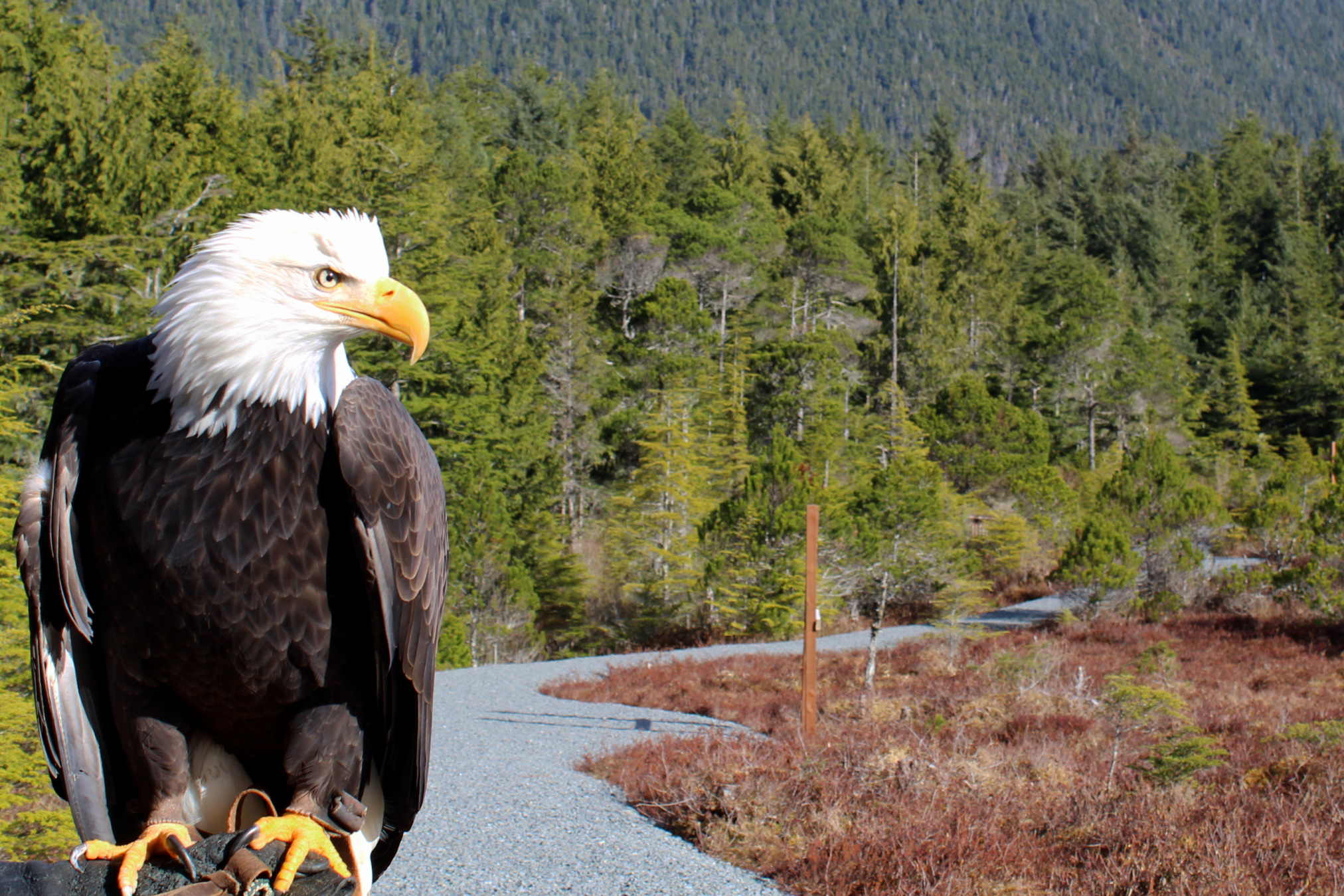 Alaska Raptor Center