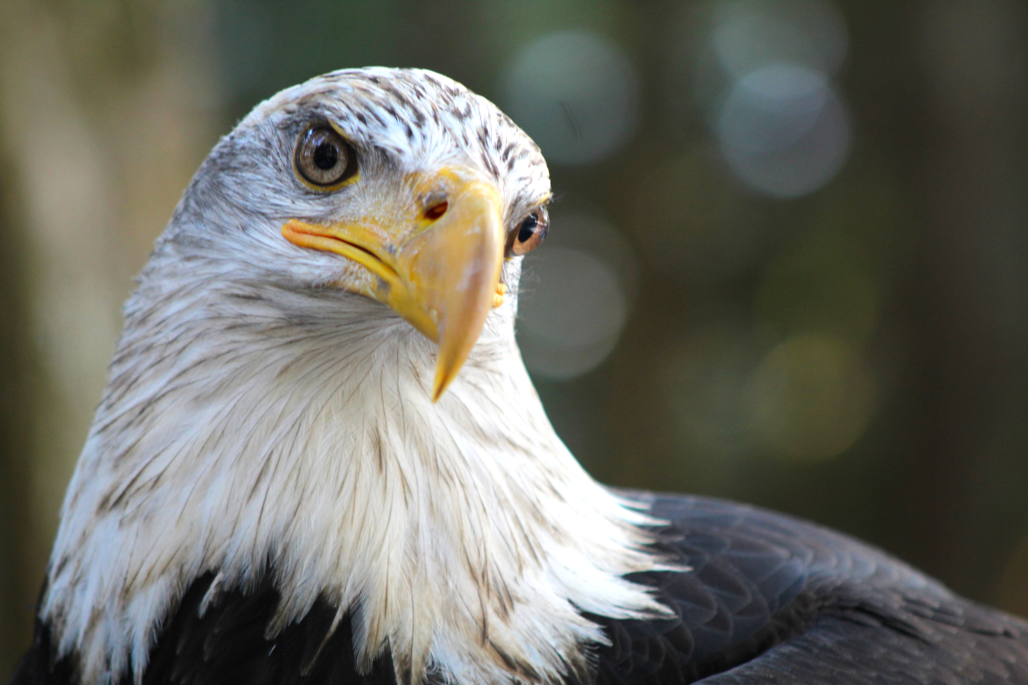 Alaska Raptor Center