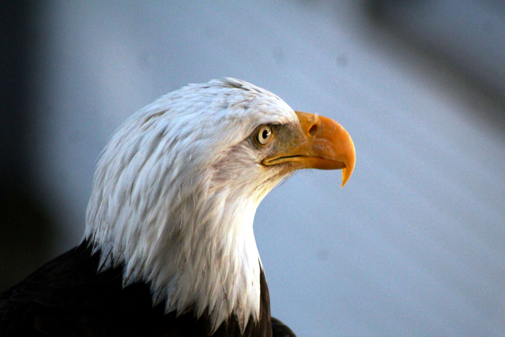 Alaska Raptor Center