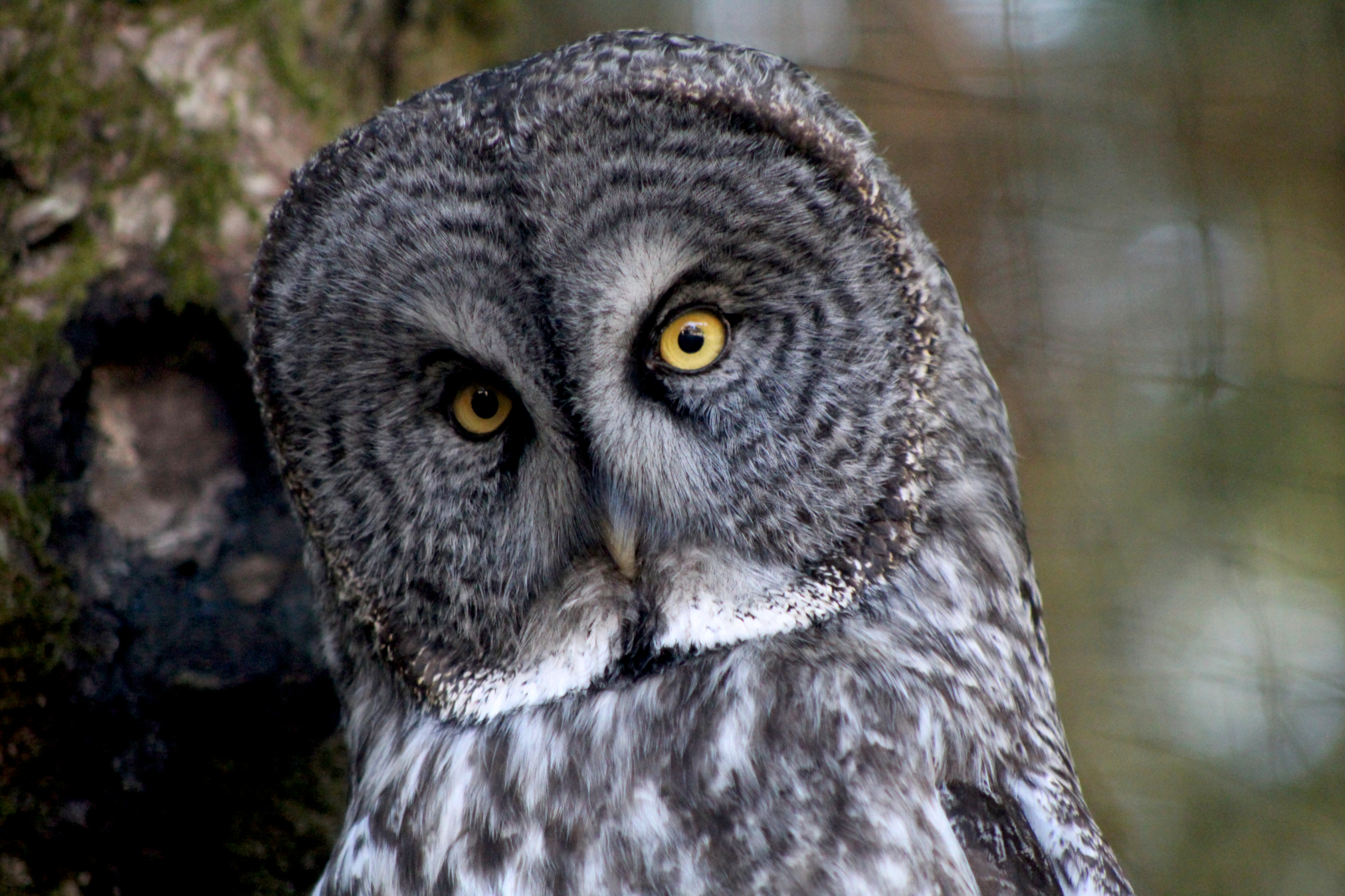 Alaska Raptor Center