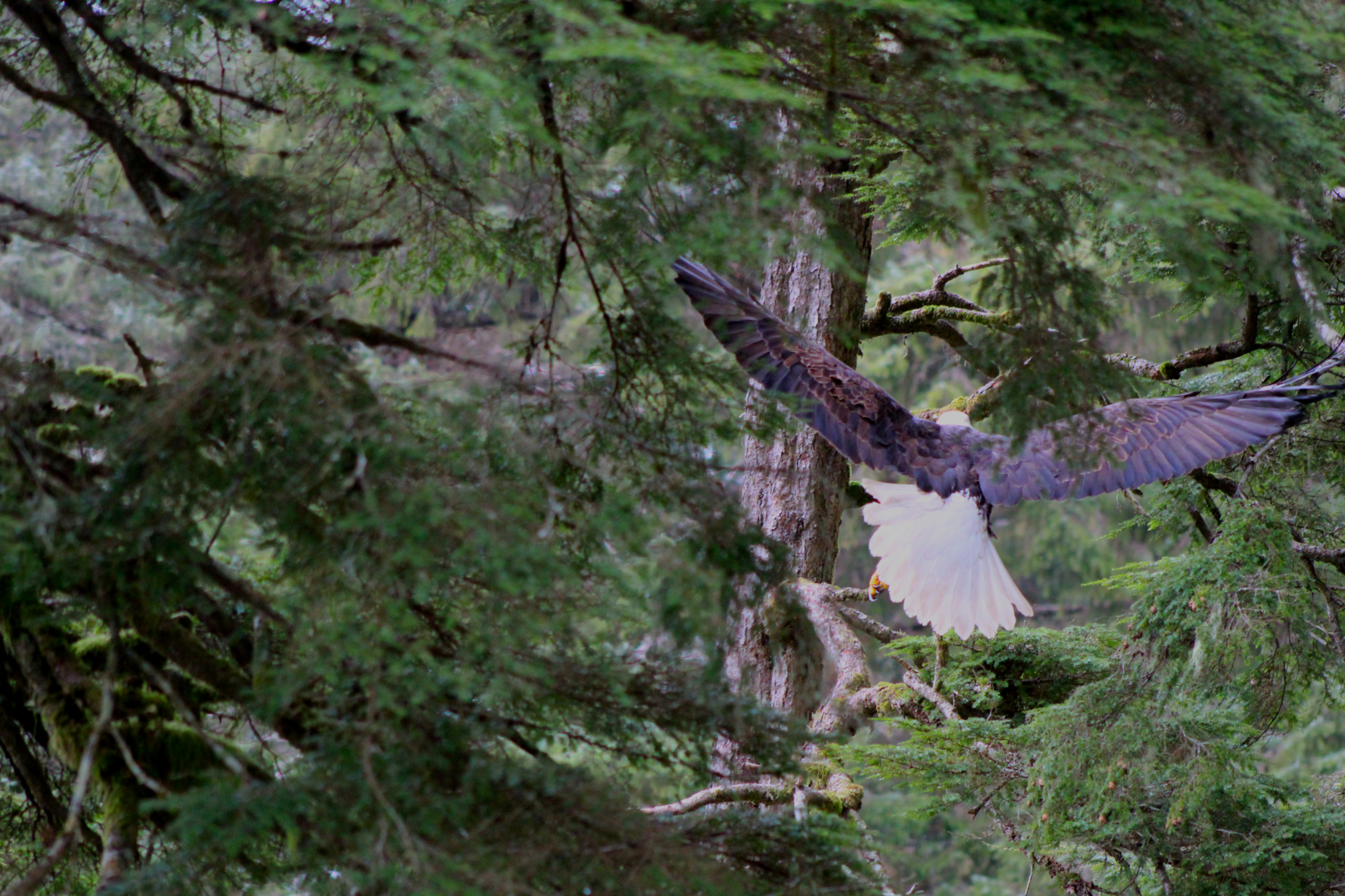 Alaska Raptor Center