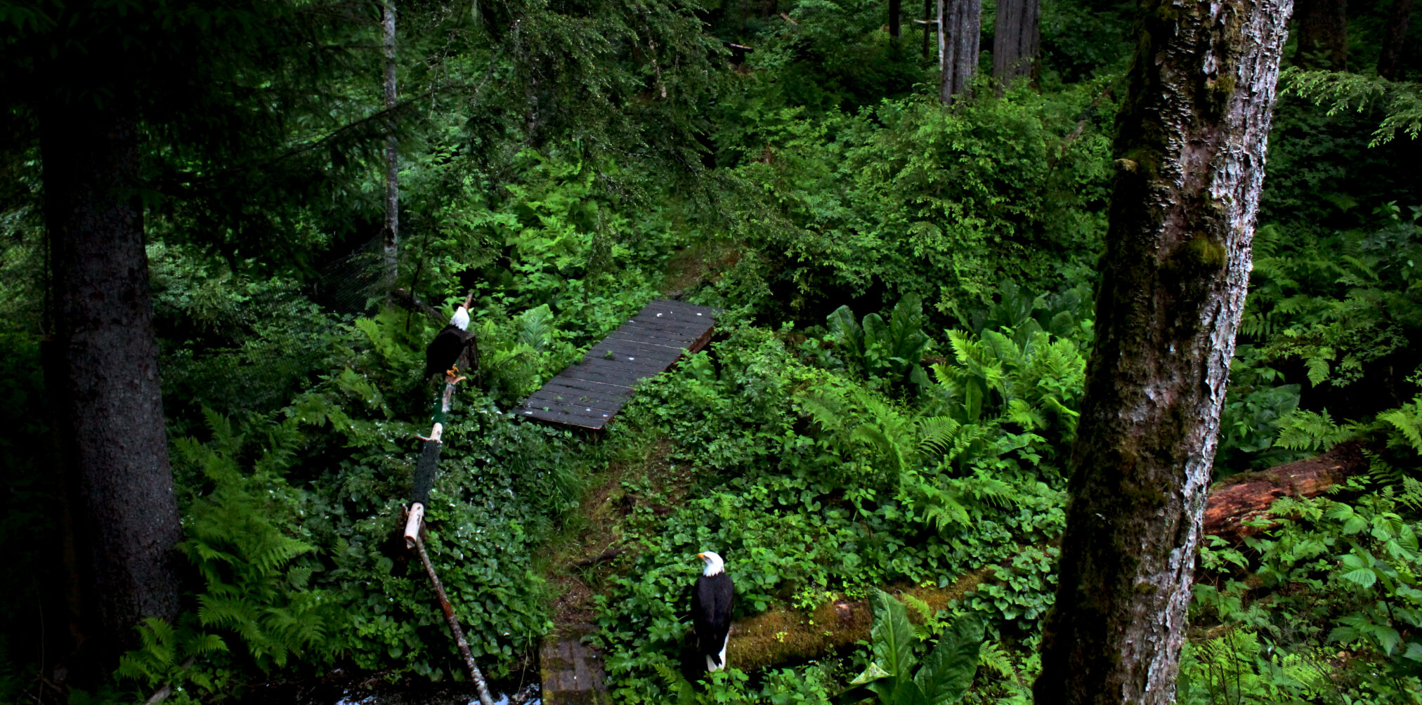 Alaska Raptor Center
