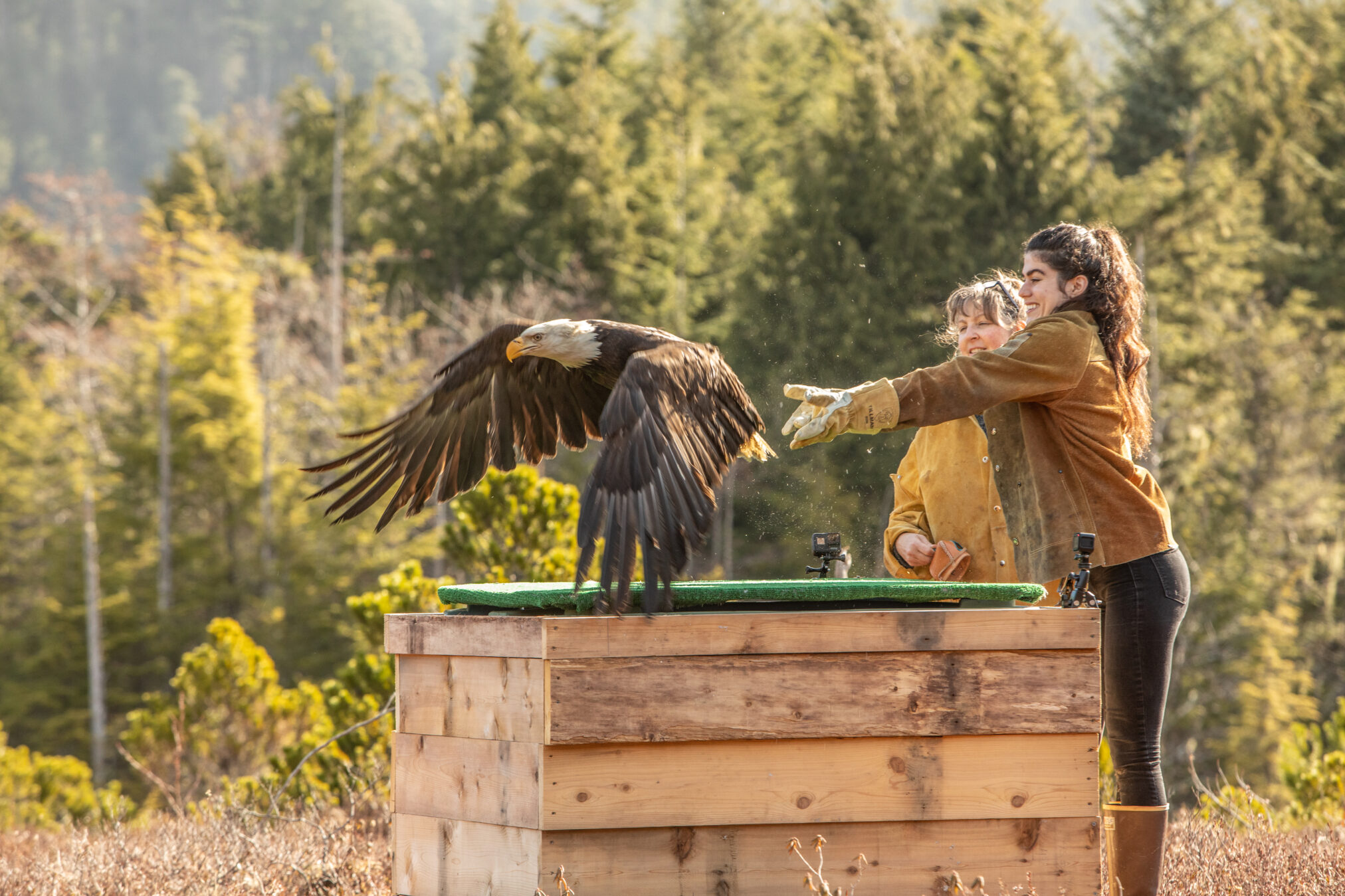 Alaska Raptor Center