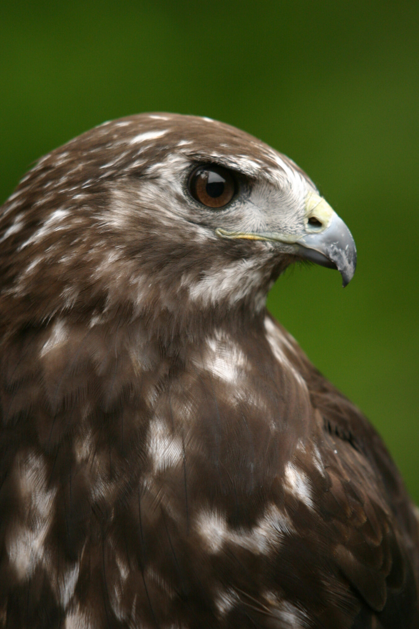 Alaska Raptor Center