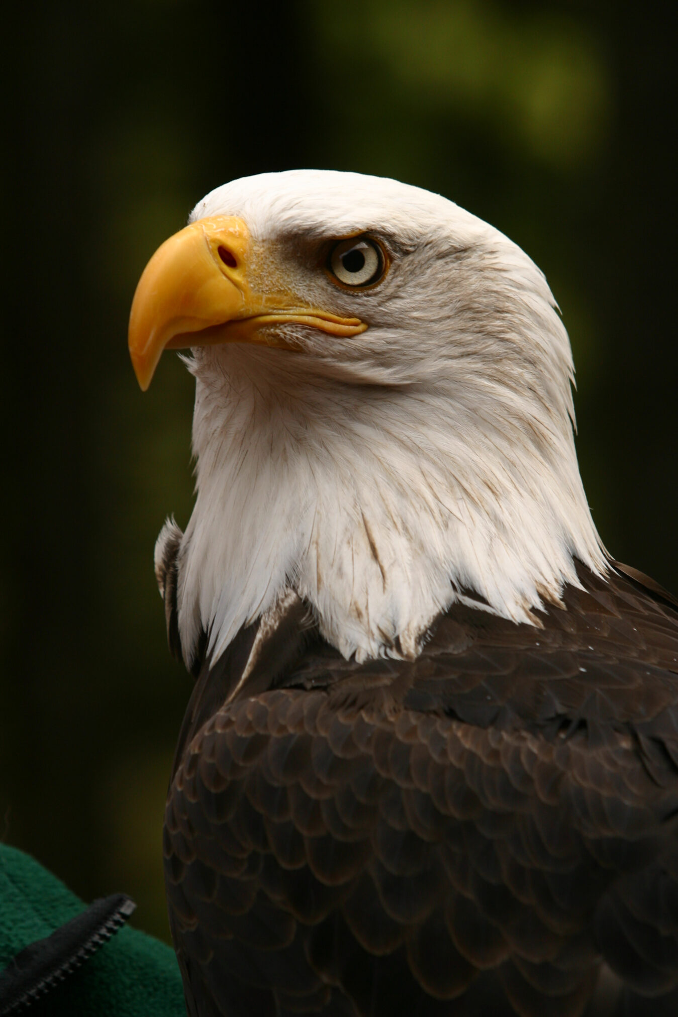 Alaska Raptor Center