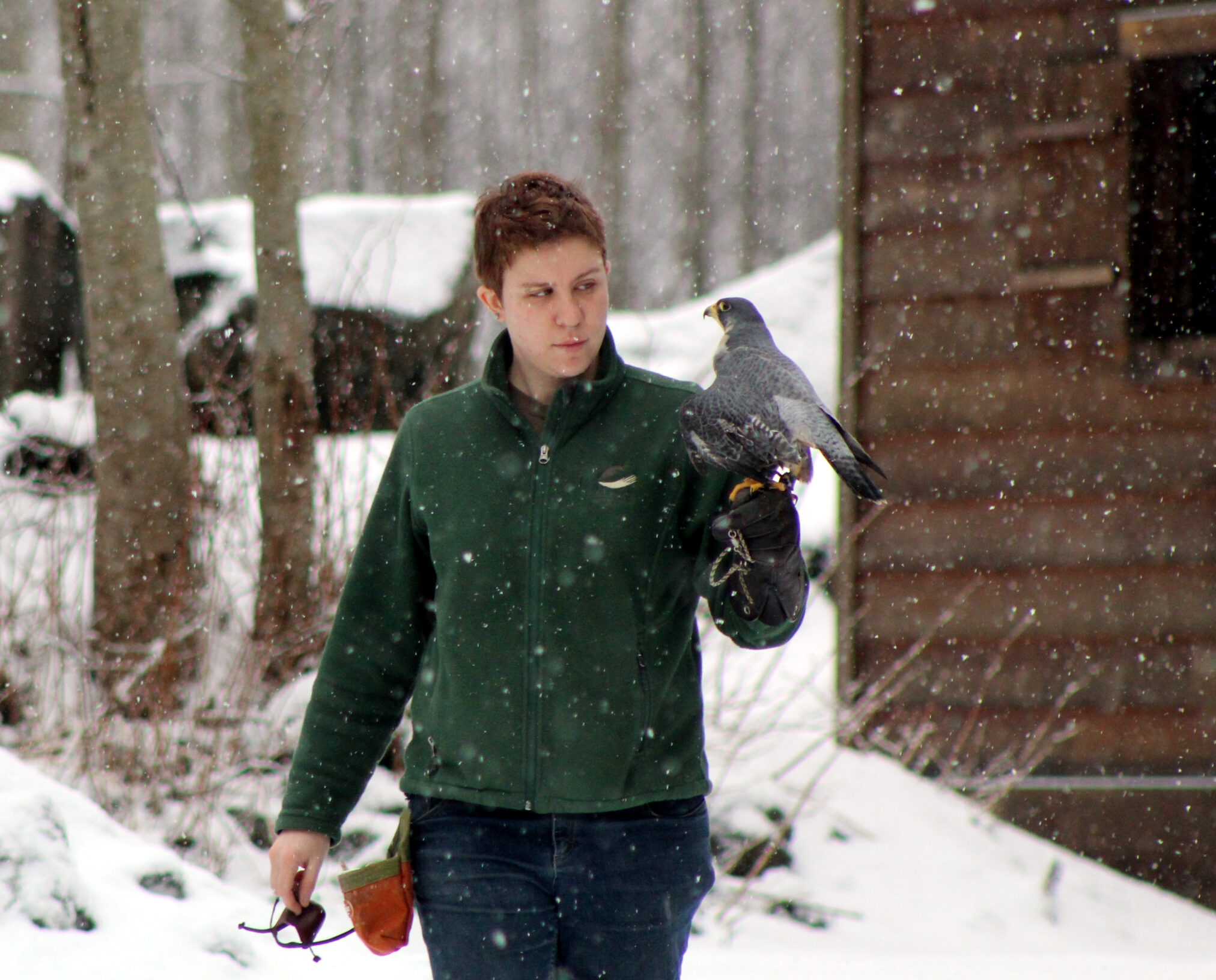 Alaska Raptor Center