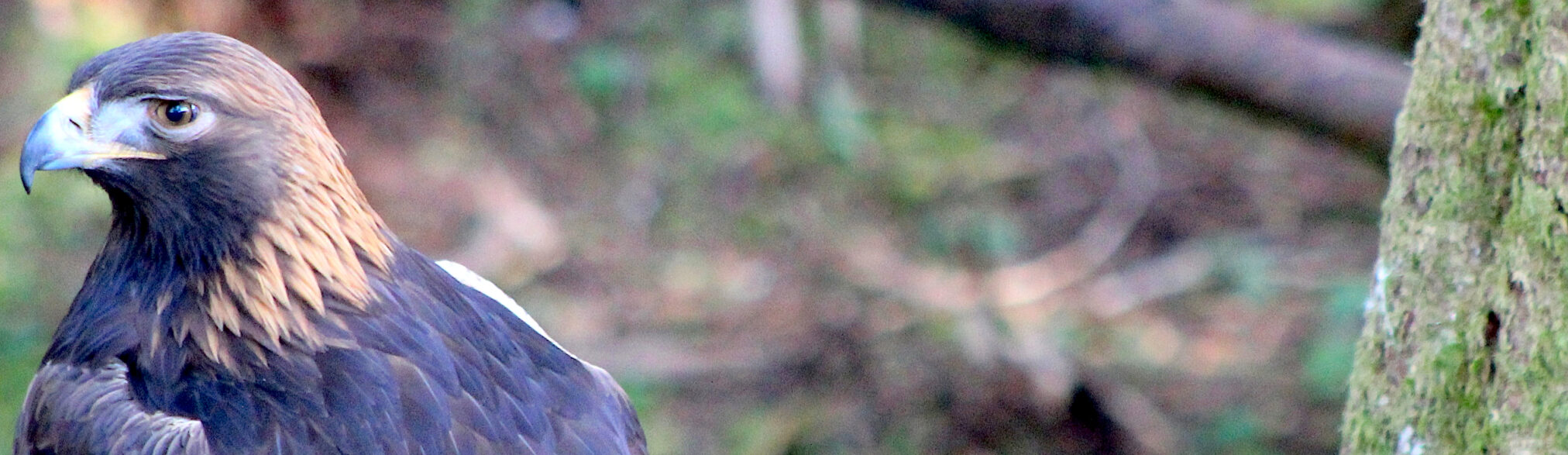 Alaska Raptor Center