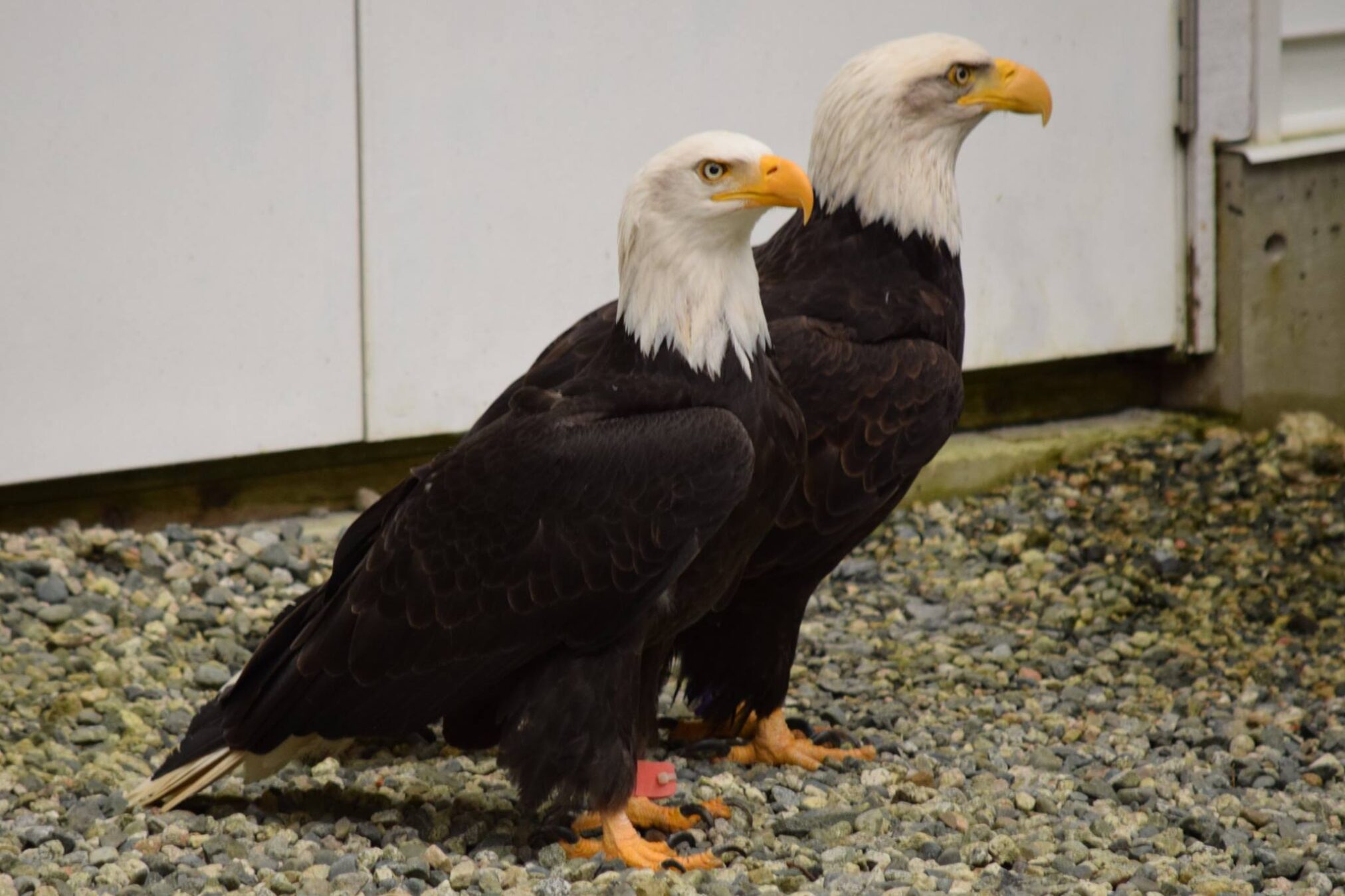 Alaska Raptor Center