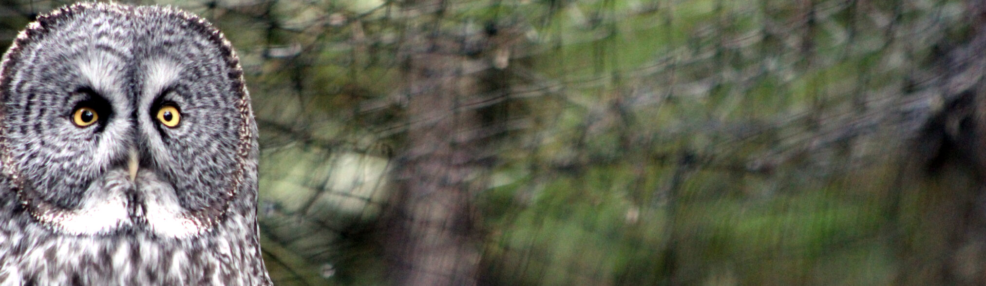 Alaska Raptor Center