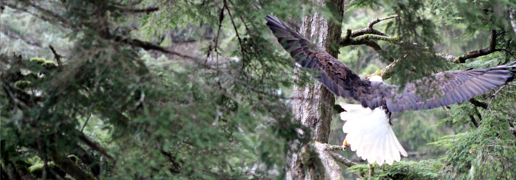 Alaska Raptor Center